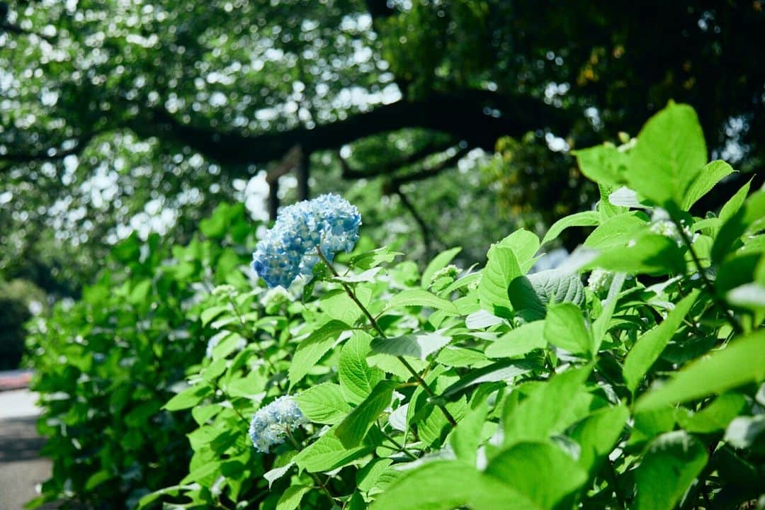 Meiji Gakuin/明治学院大学/明学さんのインスタグラム写真 - (Meiji Gakuin/明治学院大学/明学Instagram)「☔梅雨の明学🐌  梅雨の時期が見頃になるアジサイの花。 横浜キャンパスのチャペルを通り過ぎ、C館へと向かう小道で見ることができます。  雨の日は憂鬱としてしまいがちですが、 この時期ならではの花の姿をぜひ探してみてくださいね✨  #明治学院大学 #横浜キャンパス #横浜 #戸塚 #春学期 #春学期もがんばろう #明学 #明治学院 #明学人 #勉強 #大学  #明学生 #メイガク #明学ライフ #大学生活 #mgu #梅雨 #rainyseason #紫陽花 #アジサイ #meijigakuinuniversity #meijigakuin #meigaku #photography #photographer」6月9日 13時00分 - mguniv