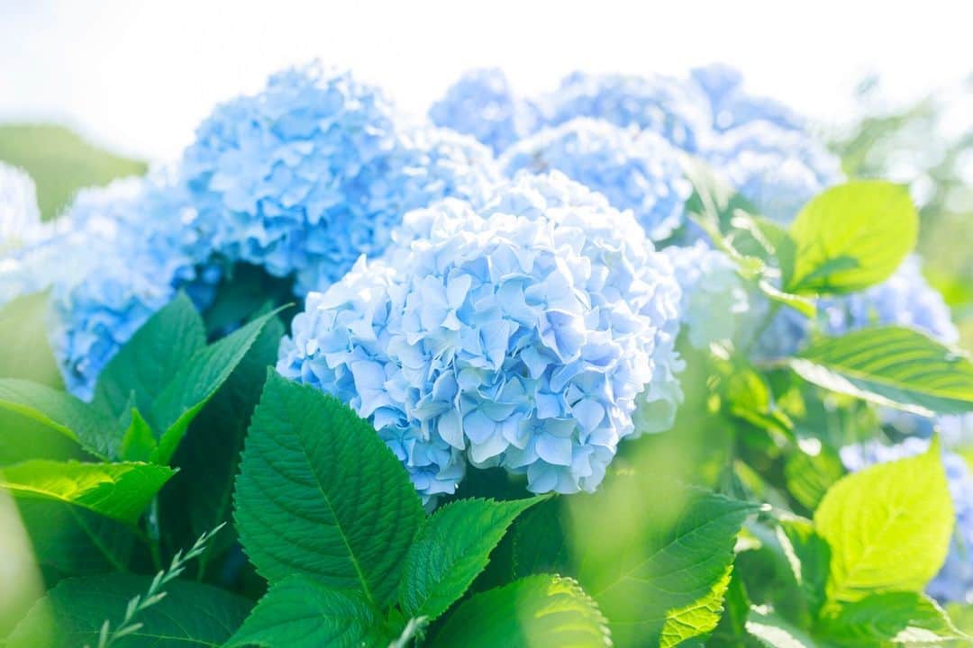Meiji Gakuin/明治学院大学/明学さんのインスタグラム写真 - (Meiji Gakuin/明治学院大学/明学Instagram)「☔梅雨の明学🐌  梅雨の時期が見頃になるアジサイの花。 横浜キャンパスのチャペルを通り過ぎ、C館へと向かう小道で見ることができます。  雨の日は憂鬱としてしまいがちですが、 この時期ならではの花の姿をぜひ探してみてくださいね✨  #明治学院大学 #横浜キャンパス #横浜 #戸塚 #春学期 #春学期もがんばろう #明学 #明治学院 #明学人 #勉強 #大学  #明学生 #メイガク #明学ライフ #大学生活 #mgu #梅雨 #rainyseason #紫陽花 #アジサイ #meijigakuinuniversity #meijigakuin #meigaku #photography #photographer」6月9日 13時00分 - mguniv