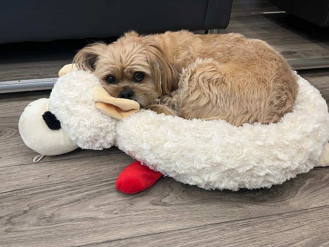 アリソン・ピルのインスタグラム：「Where would my life be without #henrychirpa ?  He’s my constant companion, cuddle buddy, trash eater, treat fanatic.  We met at @santedorrescue because he’d rolled up to our shelter director’s backyard matted, scared, with double Cherry eye. And had somehow found his way to a no-kill shelter.  He wasn’t great on a leash, he didn’t love meeting men, he had some issues that needed healing.  But we got through our sh!t together, like best friends do!  So if you’re looking for more love in your life, support some shelter pets.  Go to @bestfriendsanimalsociety for more info on how to find some awesome fur friends. Also, yes, everyone’s favourite Lamb Chop toy is now a bed.  Dreams do come true. (Image description: a very handsome blonde dog in a fluffy white lamb bed, curled up in a tidy circle.)」