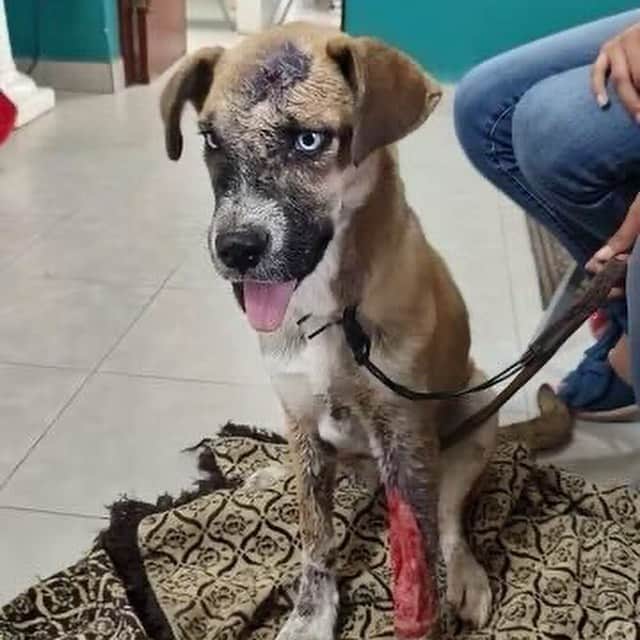 DogsOf Instagramさんのインスタグラム写真 - (DogsOf InstagramInstagram)「⚠️ Graphic story ⚠️ Meet our giveback pup of the month, Blue, a gorgeous Husky Mix about 12 months old. This sweetheart's journey began tragically when she was hit by a car sustaining a multitude of injuries. Sadly, instead of receiving the immediate care and attention she desperately needed, her own family, overwhelmed by the situation, made the decision to abandon her on the streets. Left to fend for herself, Blue faced unimaginable hardships in a world of danger and uncertainty. With your help and generosity, we can ensure that Blue receives the necessary treatments and resources she needs to heal fully, both physically and emotionally, and eventually find the loving home she deserves. Please consider donating an item from her wishlist or even just $5 makes the world of difference. Link in bio to support Blue ❤️‍🩹  Open wounds, gashes, and a devastating infection had taken a toll on her fragile body. The infection had caused her skin to deteriorate, and she had to bear the excruciating pain of her front leg's flesh falling off. Thankfully, thats when @matchdogrescue stepped in to take her under their care as a medical foster.  As of now, Blue's wounds are still in the process of healing. The journey to recovery has been a challenging one, requiring ongoing medical attention, wound care, and rehabilitation. The dedicated team of veterinarians and caregivers are working tirelessly to provide Blue with the best possible care and support during this critical phase.  We are kindly asking you to consider donating to Blue's critical and life-saving care. As she continues her journey toward recovery, your generosity will provide the vital resources needed for her ongoing medical care, including surgeries, medications, and specialized treatments. Every contribution brings us one step closer to ensuring that Blue receives the best possible care and support during this critical time. We are committed to keeping you informed about Blue's progress, sharing updates on her healing journey, and the impact of your donation. Link in bio to support and read more! ❤️  #giveback #rescuedogsinneed #rescuedogs」6月9日 4時38分 - dogsofinstagram
