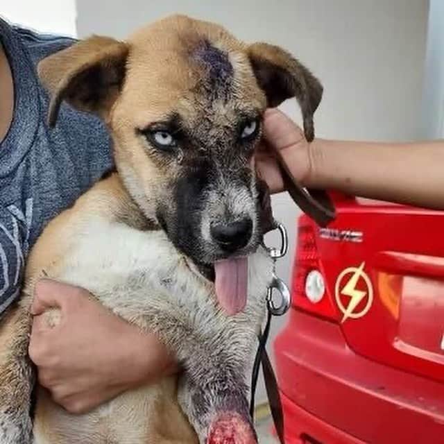 DogsOf Instagramさんのインスタグラム写真 - (DogsOf InstagramInstagram)「⚠️ Graphic story ⚠️ Meet our giveback pup of the month, Blue, a gorgeous Husky Mix about 12 months old. This sweetheart's journey began tragically when she was hit by a car sustaining a multitude of injuries. Sadly, instead of receiving the immediate care and attention she desperately needed, her own family, overwhelmed by the situation, made the decision to abandon her on the streets. Left to fend for herself, Blue faced unimaginable hardships in a world of danger and uncertainty. With your help and generosity, we can ensure that Blue receives the necessary treatments and resources she needs to heal fully, both physically and emotionally, and eventually find the loving home she deserves. Please consider donating an item from her wishlist or even just $5 makes the world of difference. Link in bio to support Blue ❤️‍🩹  Open wounds, gashes, and a devastating infection had taken a toll on her fragile body. The infection had caused her skin to deteriorate, and she had to bear the excruciating pain of her front leg's flesh falling off. Thankfully, thats when @matchdogrescue stepped in to take her under their care as a medical foster.  As of now, Blue's wounds are still in the process of healing. The journey to recovery has been a challenging one, requiring ongoing medical attention, wound care, and rehabilitation. The dedicated team of veterinarians and caregivers are working tirelessly to provide Blue with the best possible care and support during this critical phase.  We are kindly asking you to consider donating to Blue's critical and life-saving care. As she continues her journey toward recovery, your generosity will provide the vital resources needed for her ongoing medical care, including surgeries, medications, and specialized treatments. Every contribution brings us one step closer to ensuring that Blue receives the best possible care and support during this critical time. We are committed to keeping you informed about Blue's progress, sharing updates on her healing journey, and the impact of your donation. Link in bio to support and read more! ❤️  #giveback #rescuedogsinneed #rescuedogs」6月9日 4時38分 - dogsofinstagram