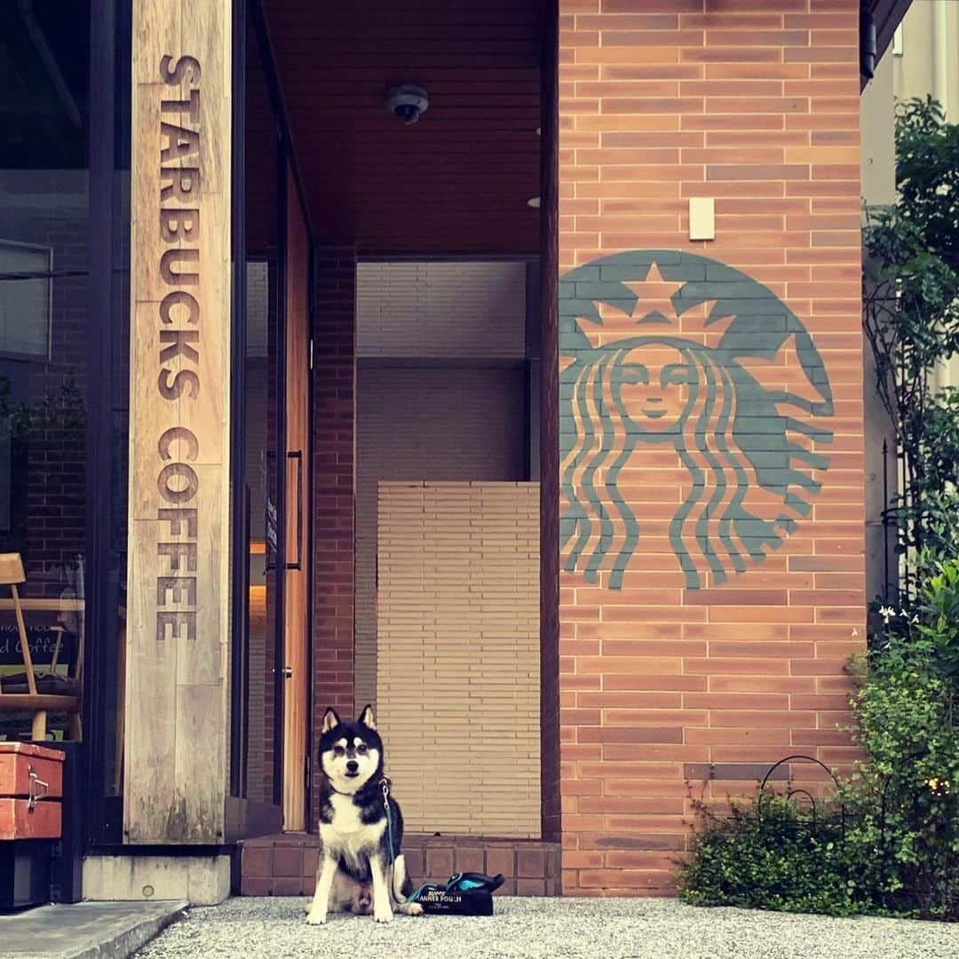 くろさんのインスタグラム写真 - (くろInstagram)「勝手に看板犬☕️  東京も昨日から梅雨入りしたらしく今朝は大雨で朝んぽ写真撮る余裕が無かったので撮り溜め画像なんぞw←雨でも裸族な朝んぽは無事終了🐾  #勝手に看板犬 #看板犬 #スタバ犬 #starbucksdog #starbuckscoffee #starbucks #スターバックス #スターバックスコーヒー #スタバ #高級スタバ #奥沢2丁目店 #kuroshiba #blackshiba #shibainu #shibastagram #instadog #dogstagram #しばいぬ #くろしば #柴 #柴犬 #黒柴 #黑柴 #日本犬 #いぬら部 #ふわもこ部 #わんこのいる暮らし #わんダフォ #モデル犬 #オファーお待ちしております」6月9日 5時08分 - m6bmw