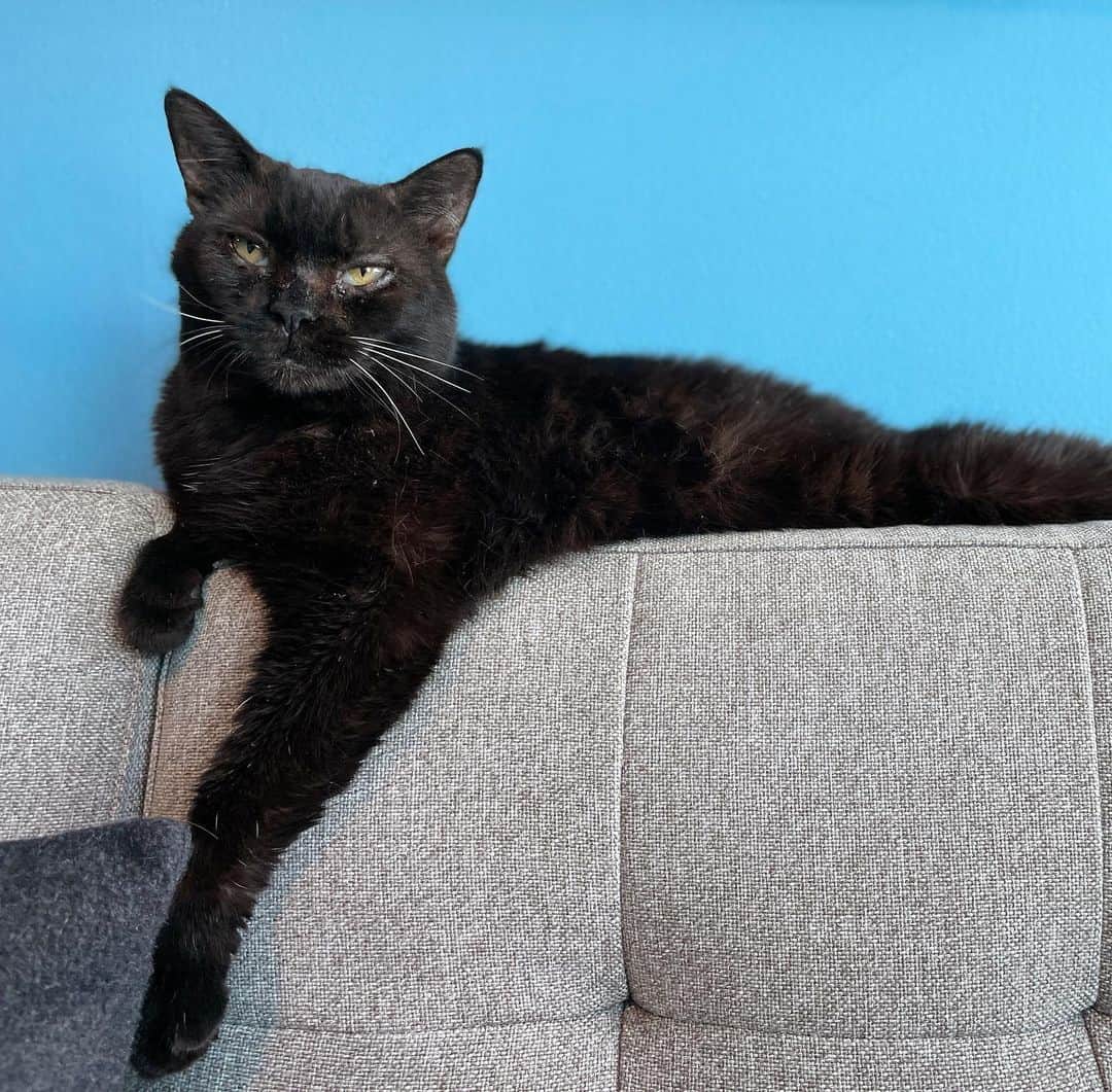 スコット・ローウェルのインスタグラム：「Rest well, sweet Gladys Fiji Lowell. Best kitty. Best sister. Best friend. Thank you for entrusting me with your journey and sharing your sweet soul with us all. I love you so much. Hope you and Gertie are giving each other baths and napping in the pure light. 🐈‍⬛ ❤️」