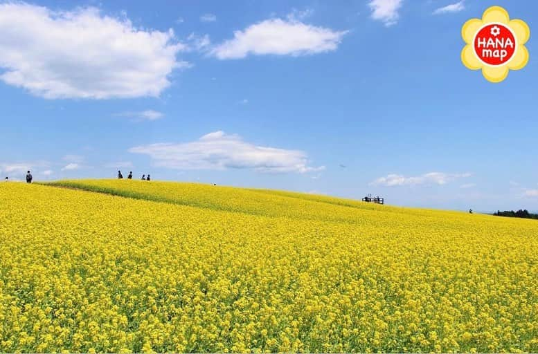 はなまっぷ❁日本の花風景のインスタグラム