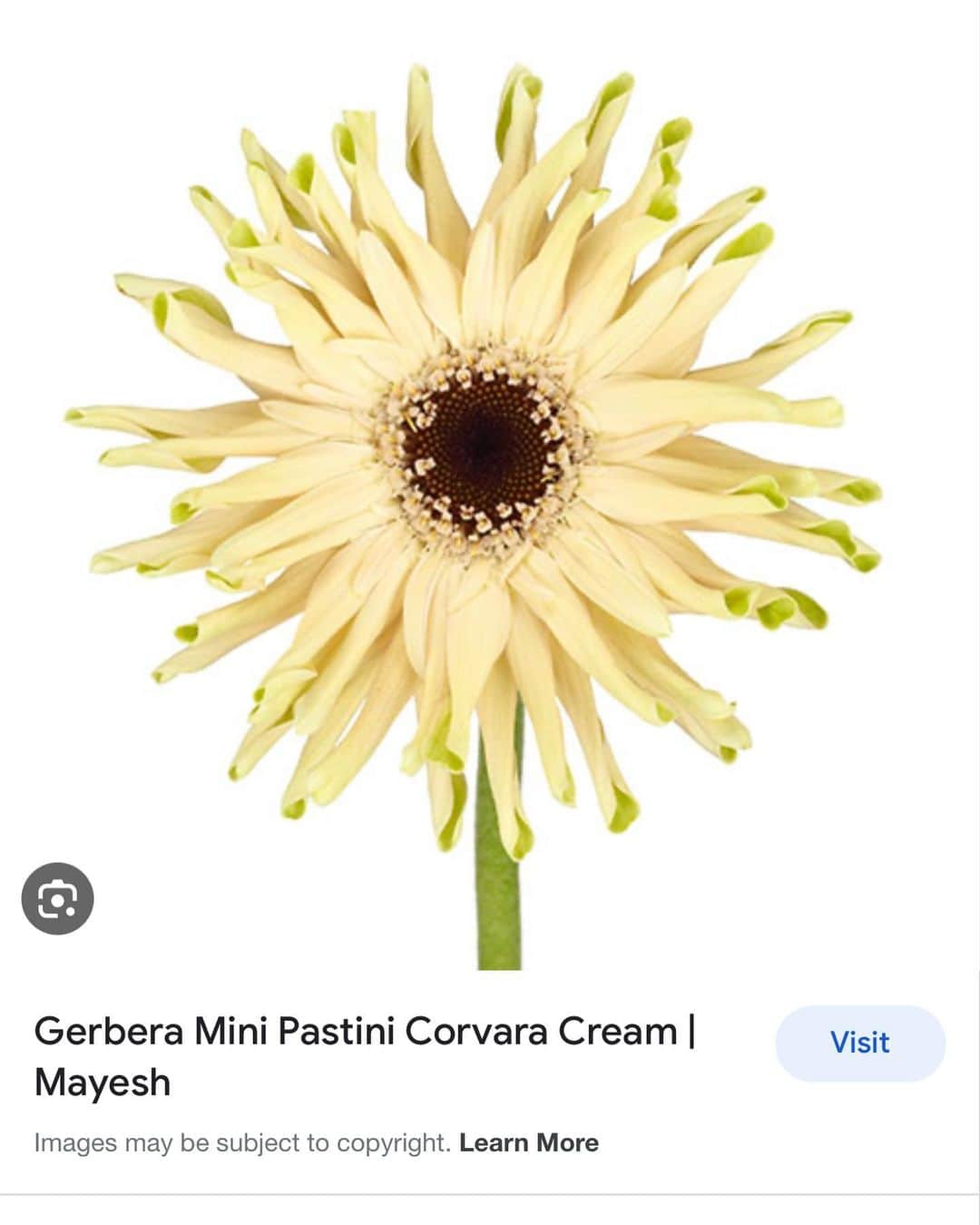 OLIVIAさんのインスタグラム写真 - (OLIVIAInstagram)「I’m just loving these flowers from this week! Had to make it a post! Finally figured out what the name of these cream colored gerberas are! Mini Pastini Covara Cream Gerbera 💖💖💖 #minipastinicovaracreamgerbera」6月9日 7時08分 - olivialufkin