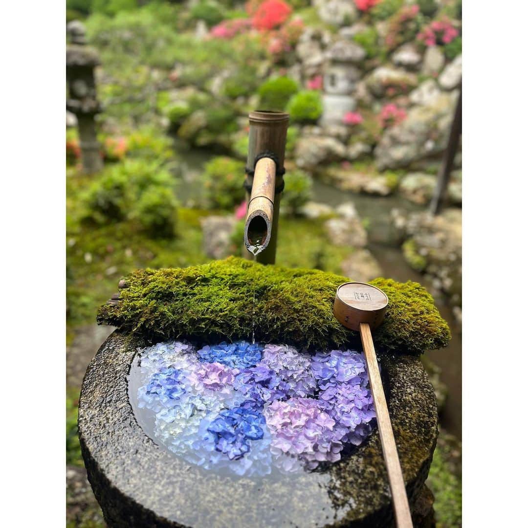 有村智恵さんのインスタグラム写真 - (有村智恵Instagram)「紫陽花の時期の京都😍 こんな素敵な場所があったの、初めて知りました🥰  ぜーーーんぶ、同じ場所😳  この時期、プロゴルファーにとっては雨が多くて大変なことの方が多くて、あんまり好きじゃなかったけど。  こんなに素敵な景色も見られるんですね☺️☺️☺️  #最近の趣味は #御朱印集めです #全国でオススメの場所はありますか  #柳谷観音楊谷寺  #柳谷観音花手水  #柳谷観音紫陽花  #柳谷観音あじさいまつり  #柳谷観音 #楊谷寺」6月9日 17時36分 - chiearimura