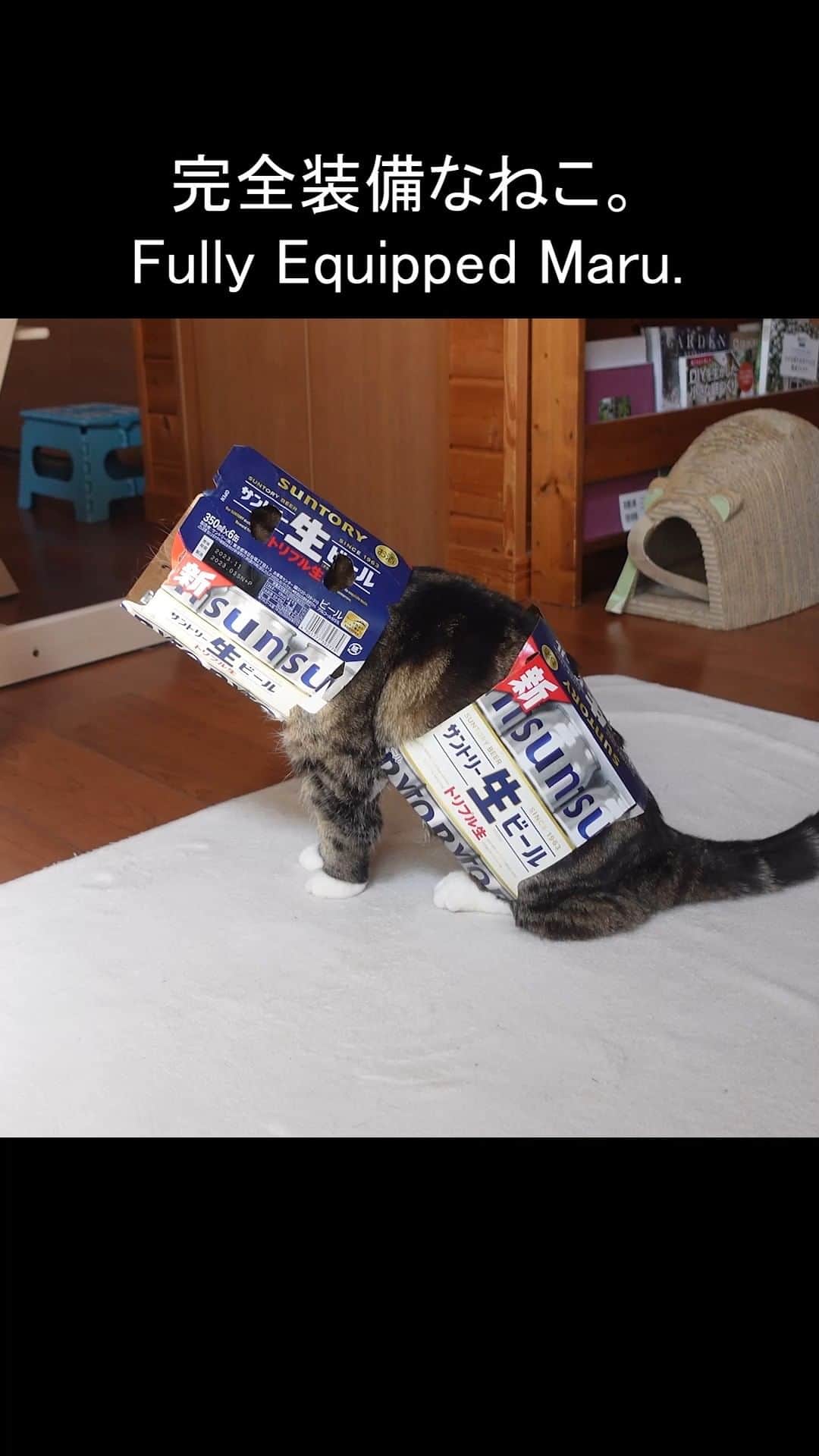 のインスタグラム：「この状態でもまるさんだってわかる。 He's fully equipped, but we see it's Maru.  ロングバージョン。Long ver. ↓↓↓ https://youtu.be/xOgO1wtl7wo  #まる #猫 #ビール箱 #Maru #cats」