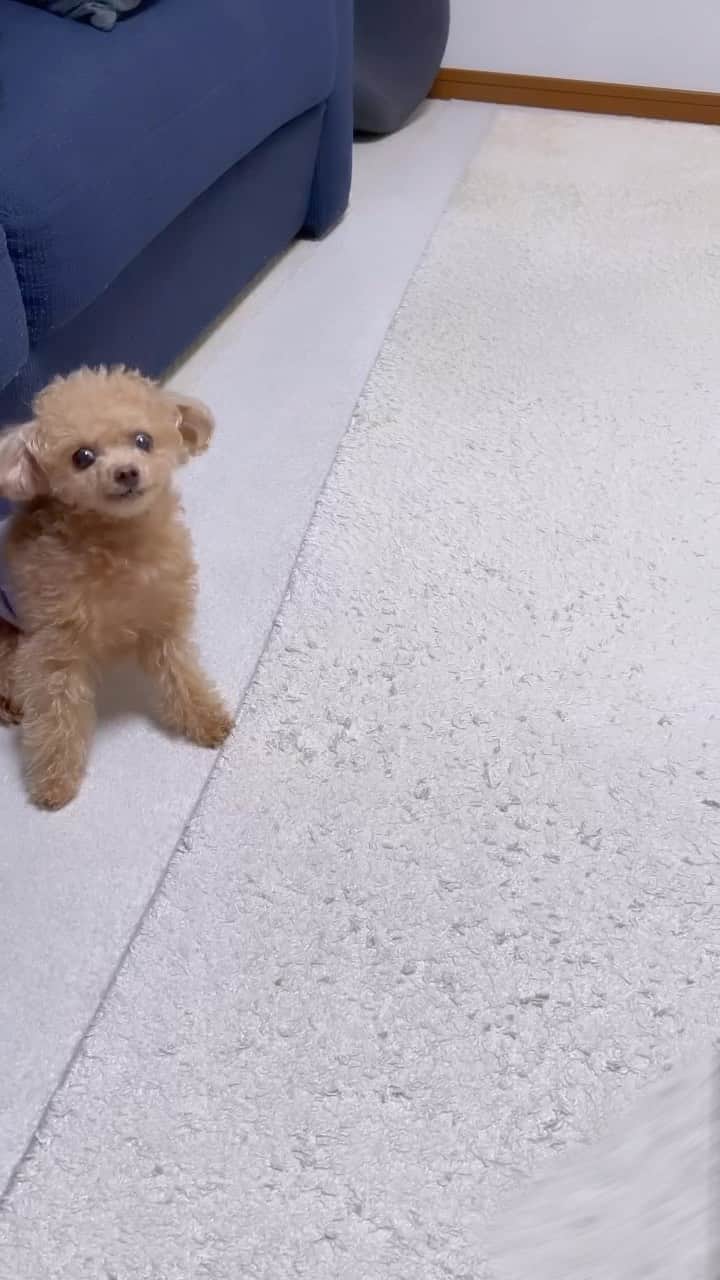 ふわのインスタグラム：「少しでもはやく食べるために やっつけで がんばってます。  #toypoodle#toypoodlegram#dogsofinstagram#instadog#doglover#doglife#cutedog#dog#fuwamama#ふわ#ふわもこのふわ#トイプードル#ふわもこ部#犬バカ部#親バカ部#犬のいる暮らし#いぬすたぐらむ#食いしん坊」