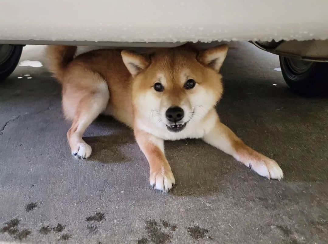 柴犬たま Shibainu Tamaのインスタグラム