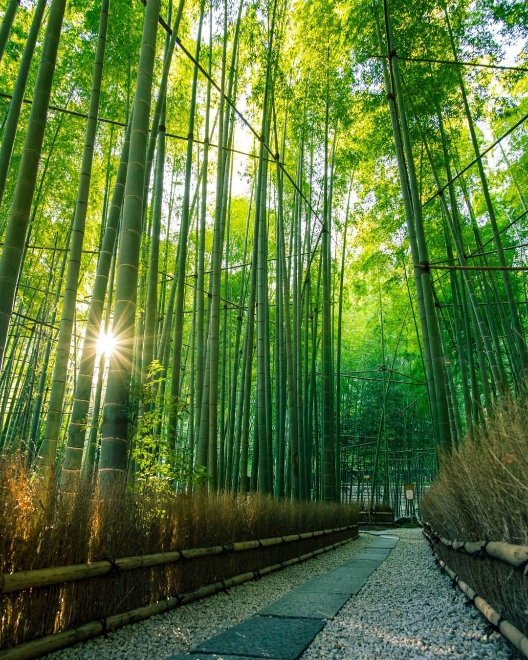 江の島・鎌倉 ナビさんのインスタグラム写真 - (江の島・鎌倉 ナビInstagram)「報国寺  梅雨の晴れ間に鎌倉へお散歩。 暖かい日差しの差し込む竹林で 新緑に癒されてみてはいかがでしょうか。  photo by @odakyu_global  #報国寺 #新緑 #江ノ島 #江の島　#鎌倉 #江の島鎌倉 #江ノ電 #enoden #enoshima #kamakura #enoshimakamakura #kanagawa #japan #絵はがきになる日常を   Webサイト「江の島・鎌倉ナビ」でもいつ訪れても楽しめる江の島・鎌倉の魅力をたっぷりお伝えしています♪プロフィール欄のURLよりアクセスください☺ @enokama」6月9日 18時00分 - enokama