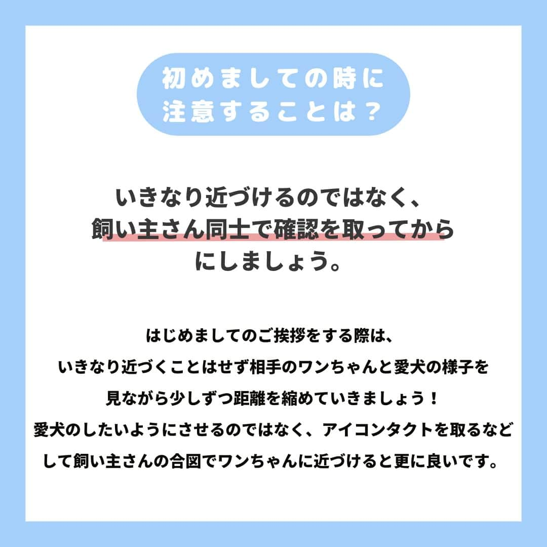 PET'S ALL RIGHT 【公式】さんのインスタグラム写真 - (PET'S ALL RIGHT 【公式】Instagram)「. @pets_all_right👈他の投稿はこちらから！  ＜犬同士のコミュニケーションについて＞  他の犬が好きな子や苦手な子などワンちゃんにもさまざまな性格の子がおり、犬にも人と同じように相性があります。  いきなりワンちゃんと触れ合わせるのではなく、その子の性格を見ながら少しづつ慣れさせていくことが大切です！  愛犬の性格を知って、ワンちゃんと上手くコミュニケーションが取れるように  飼い主さんがしっかりとサポートをしてあげましょう🐶  ---  💎自己紹介  ⭐️ペットとの生活における豆知識 ⭐️私、僕たちのわんちゃんねこちゃん ⭐️獣医師、トレーナーによるアドバイス  などをご紹介しています  「この情報役に立つ！」 「私・僕たちのわんちゃんねこちゃんを紹介してほしい！」  と思ったそこのあなた！！  いいね・コメント・保存・フォローお待ちしております🔥  他にもいろいろ役立つ情報やかわいいわんちゃんねこちゃんを ご紹介しているので、プロフィールからチェックしてみてね！！  @pets_all_right  姉妹アカウントWan!Passでは ワンちゃんとのお出かけ・旅行情報を発信中🚗³₃ @wanpass2022  ---  #ペッツオーライ #pet #pets #dog #犬 #いぬ #いぬすたぐらむ #ふわもこ部 #愛犬 #わんこ #犬のいる暮らし #犬のいる生活 #いぬのきもち #犬好きな人と繋がりたい #inustagram #ペット #いぬバカ部 #いぬら部 #わんこなしでは生きていけません会 #わんこ部 #わんこ大好き #犬部 #犬好き部 #いぬだいすき #いぬがいる暮らし #わんちゃん好きな人と繋がりたい #わんちゃんのいる暮らし #わんちゃん好きと繋がりたい #犬スタグラム #いぬぐみ」6月9日 18時00分 - pets_all_right