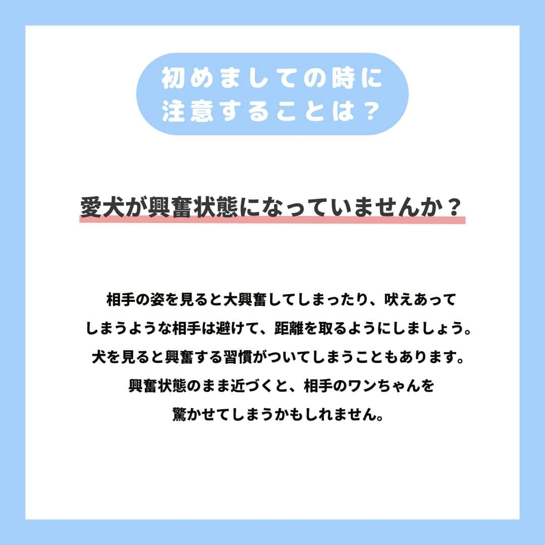 PET'S ALL RIGHT 【公式】さんのインスタグラム写真 - (PET'S ALL RIGHT 【公式】Instagram)「. @pets_all_right👈他の投稿はこちらから！  ＜犬同士のコミュニケーションについて＞  他の犬が好きな子や苦手な子などワンちゃんにもさまざまな性格の子がおり、犬にも人と同じように相性があります。  いきなりワンちゃんと触れ合わせるのではなく、その子の性格を見ながら少しづつ慣れさせていくことが大切です！  愛犬の性格を知って、ワンちゃんと上手くコミュニケーションが取れるように  飼い主さんがしっかりとサポートをしてあげましょう🐶  ---  💎自己紹介  ⭐️ペットとの生活における豆知識 ⭐️私、僕たちのわんちゃんねこちゃん ⭐️獣医師、トレーナーによるアドバイス  などをご紹介しています  「この情報役に立つ！」 「私・僕たちのわんちゃんねこちゃんを紹介してほしい！」  と思ったそこのあなた！！  いいね・コメント・保存・フォローお待ちしております🔥  他にもいろいろ役立つ情報やかわいいわんちゃんねこちゃんを ご紹介しているので、プロフィールからチェックしてみてね！！  @pets_all_right  姉妹アカウントWan!Passでは ワンちゃんとのお出かけ・旅行情報を発信中🚗³₃ @wanpass2022  ---  #ペッツオーライ #pet #pets #dog #犬 #いぬ #いぬすたぐらむ #ふわもこ部 #愛犬 #わんこ #犬のいる暮らし #犬のいる生活 #いぬのきもち #犬好きな人と繋がりたい #inustagram #ペット #いぬバカ部 #いぬら部 #わんこなしでは生きていけません会 #わんこ部 #わんこ大好き #犬部 #犬好き部 #いぬだいすき #いぬがいる暮らし #わんちゃん好きな人と繋がりたい #わんちゃんのいる暮らし #わんちゃん好きと繋がりたい #犬スタグラム #いぬぐみ」6月9日 18時00分 - pets_all_right