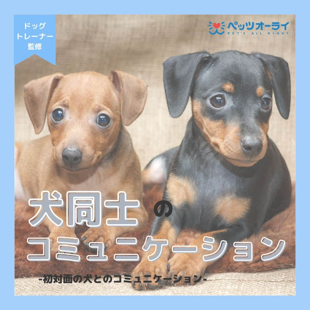 PET'S ALL RIGHT 【公式】のインスタグラム：「. @pets_all_right👈他の投稿はこちらから！  ＜犬同士のコミュニケーションについて＞  他の犬が好きな子や苦手な子などワンちゃんにもさまざまな性格の子がおり、犬にも人と同じように相性があります。  いきなりワンちゃんと触れ合わせるのではなく、その子の性格を見ながら少しづつ慣れさせていくことが大切です！  愛犬の性格を知って、ワンちゃんと上手くコミュニケーションが取れるように  飼い主さんがしっかりとサポートをしてあげましょう🐶  ---  💎自己紹介  ⭐️ペットとの生活における豆知識 ⭐️私、僕たちのわんちゃんねこちゃん ⭐️獣医師、トレーナーによるアドバイス  などをご紹介しています  「この情報役に立つ！」 「私・僕たちのわんちゃんねこちゃんを紹介してほしい！」  と思ったそこのあなた！！  いいね・コメント・保存・フォローお待ちしております🔥  他にもいろいろ役立つ情報やかわいいわんちゃんねこちゃんを ご紹介しているので、プロフィールからチェックしてみてね！！  @pets_all_right  姉妹アカウントWan!Passでは ワンちゃんとのお出かけ・旅行情報を発信中🚗³₃ @wanpass2022  ---  #ペッツオーライ #pet #pets #dog #犬 #いぬ #いぬすたぐらむ #ふわもこ部 #愛犬 #わんこ #犬のいる暮らし #犬のいる生活 #いぬのきもち #犬好きな人と繋がりたい #inustagram #ペット #いぬバカ部 #いぬら部 #わんこなしでは生きていけません会 #わんこ部 #わんこ大好き #犬部 #犬好き部 #いぬだいすき #いぬがいる暮らし #わんちゃん好きな人と繋がりたい #わんちゃんのいる暮らし #わんちゃん好きと繋がりたい #犬スタグラム #いぬぐみ」