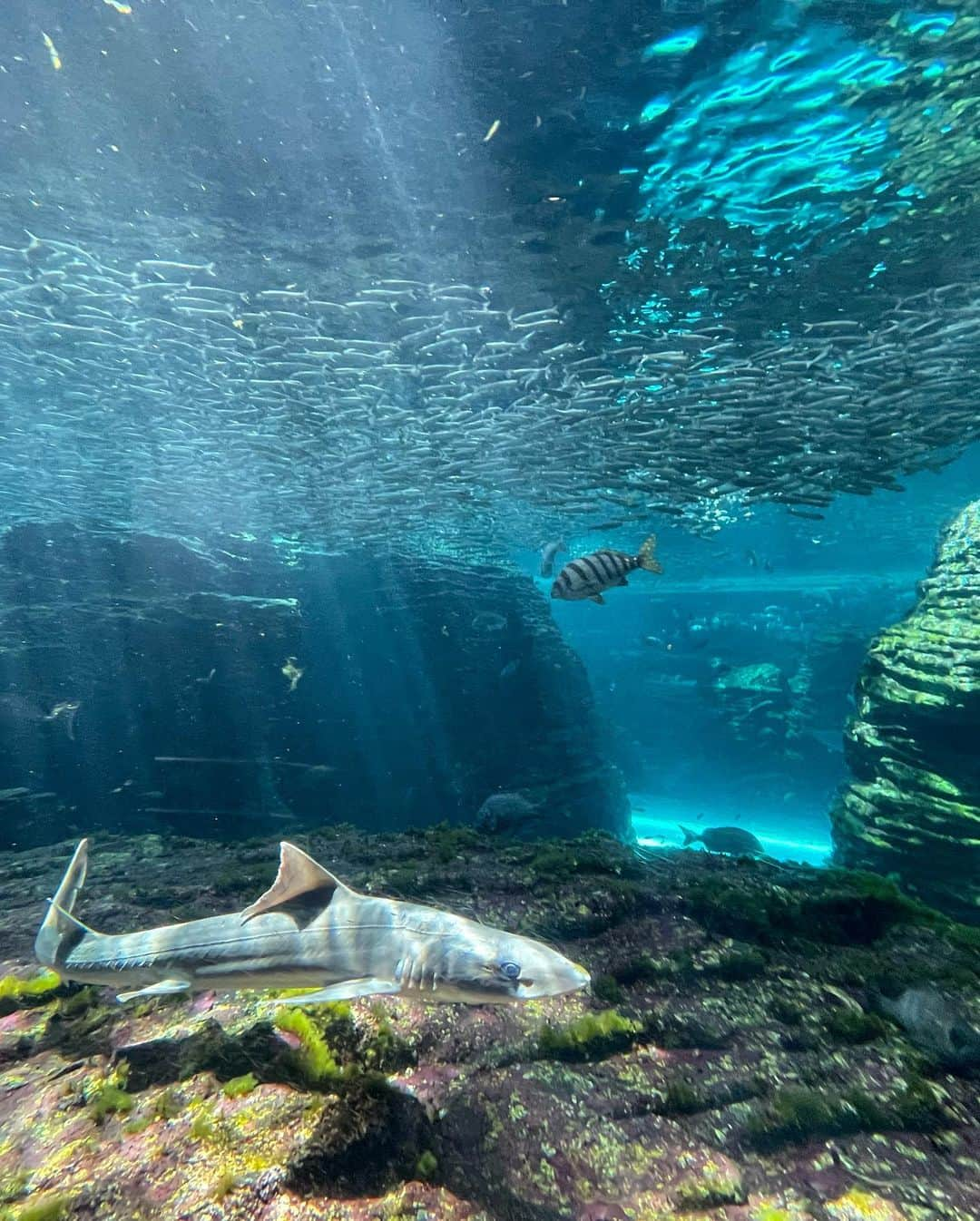 五十嵐圭さんのインスタグラム写真 - (五十嵐圭Instagram)「先日、実家の上越へ。  #実家 #上越 #水族館 #うみがたり」6月9日 18時19分 - keiigarashi_official