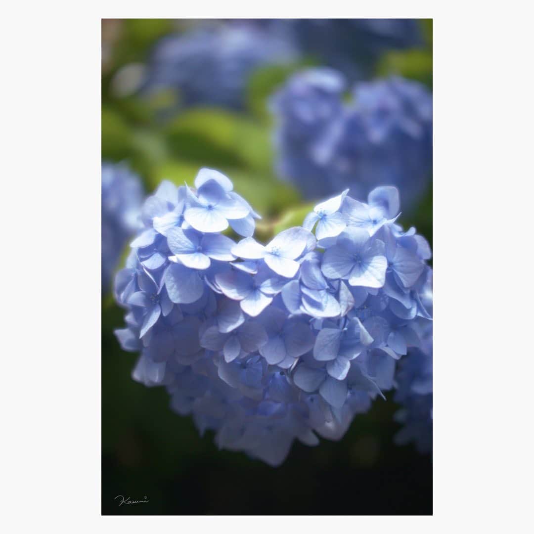 花澄のインスタグラム：「💙  macro switar 26mm f1.1 lumix gh5   #tokyo#japan#switar#macroswitar#macroswitar26mm#oldlens#cinelens#オールドレンズ#シネレンズ#oldlens_tokyo#花澄#kazumiphotography#gh5#lumixgh5」