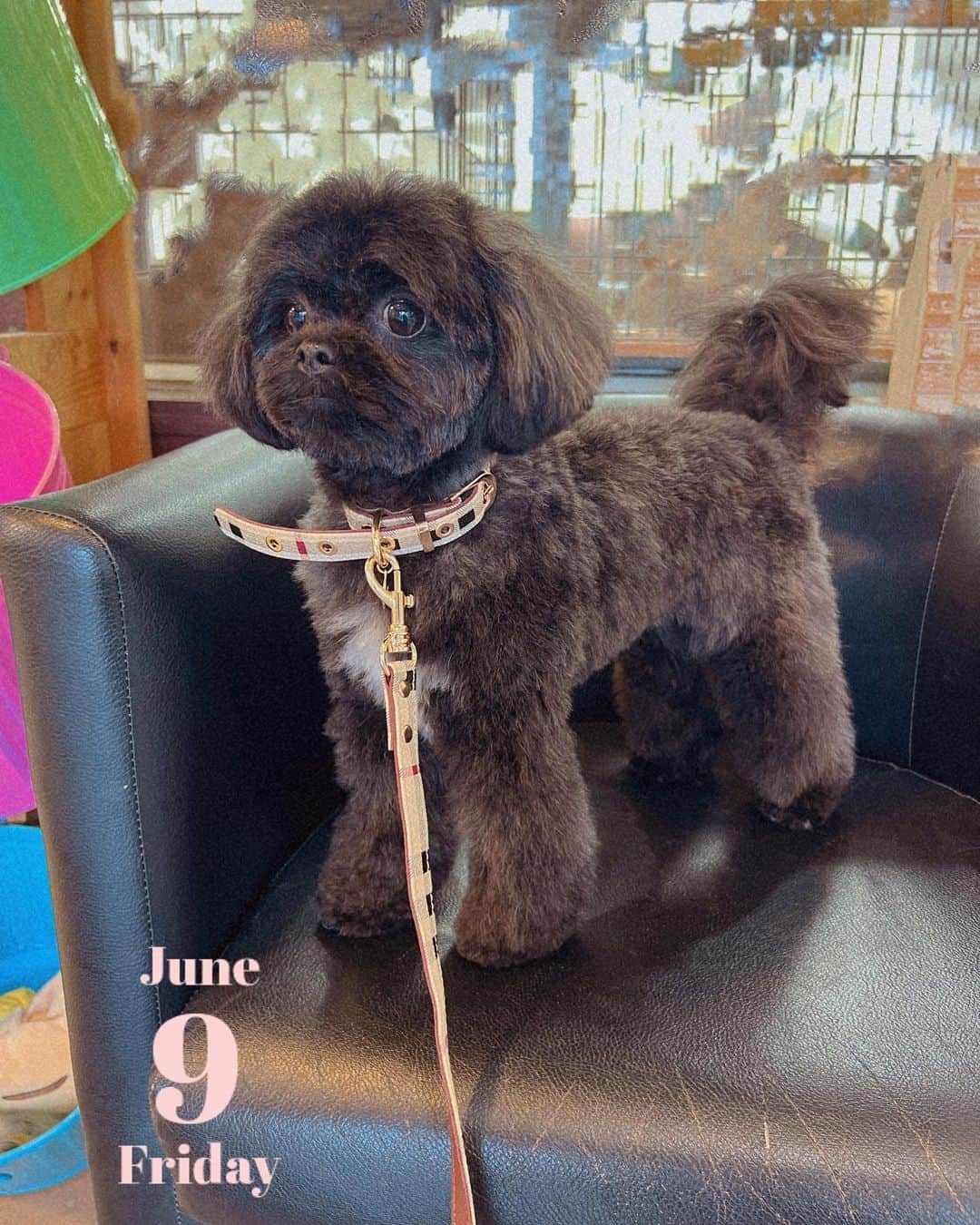 のインスタグラム：「今日はみみちゃんがトリミング🐶🖤  お人形さんみたい🥰🥰 （※大阪では最高の褒め言葉）  #シープー」