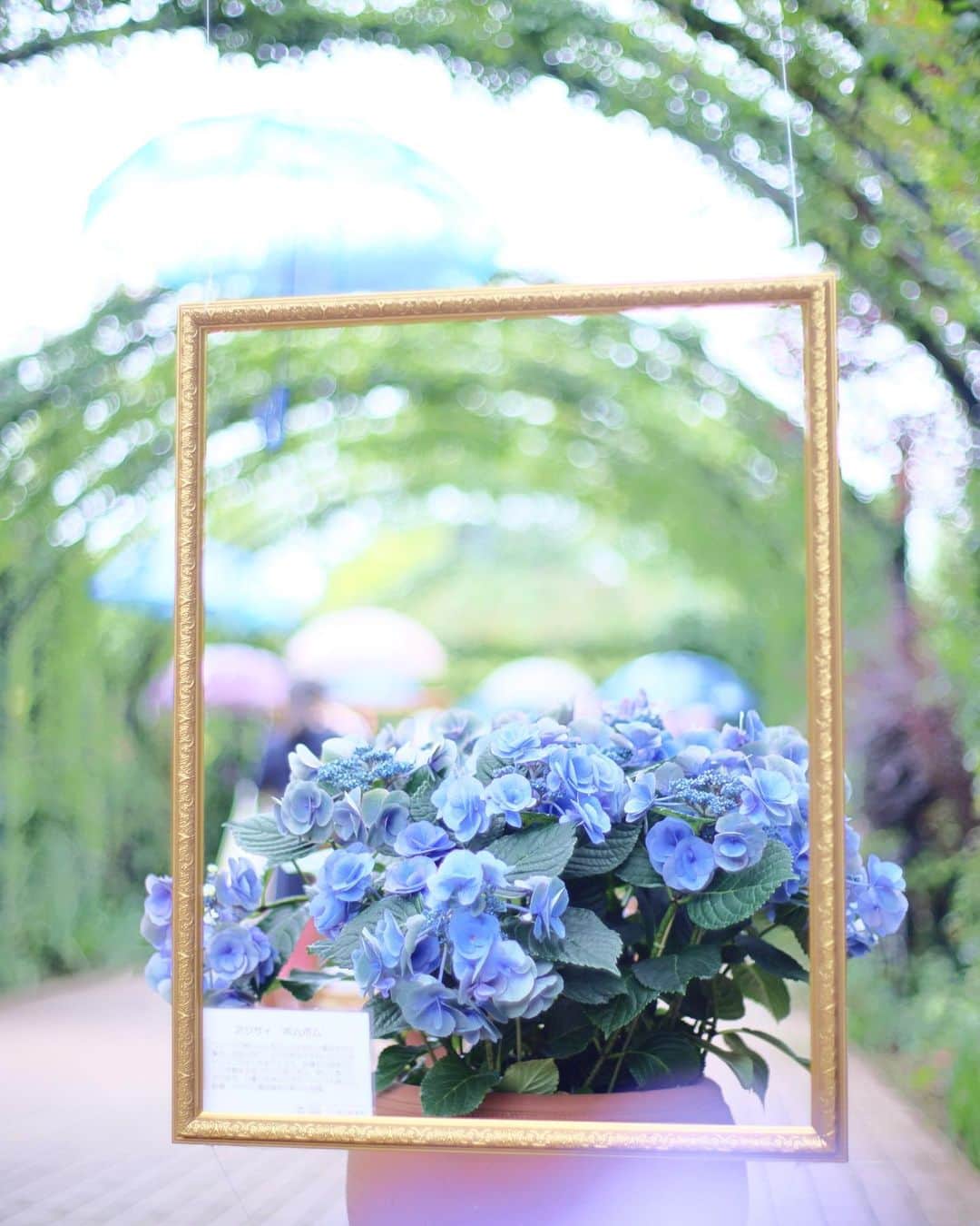 kiccyomuのインスタグラム：「☁️ 2023.06.09 Fri #横浜イングリッシュガーデン 額縁に入った #紫陽花 も素敵でした📸  また雨予報☔️ 大丈夫かなぁ？😅  location #神奈川 ❣️ 📷撮影 2023年6月5日」