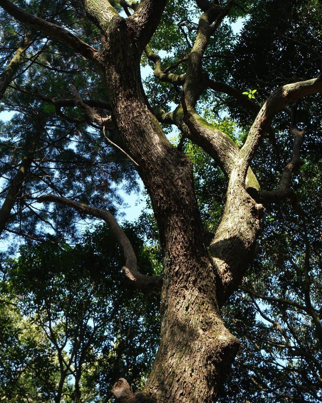 七咲友梨のインスタグラム：「わたしは大きな木を見て気持ちが落ち着くことは、ほとんどない。 木の中のドクドクとした流れを想像してしまい、ざわざわ、ゾクゾク、じっとしていられなくなる。  木に光が当たるとその流れが光に向かっていくような気がして、やっとほっとできる。  #あの人の町 #旅カメラ  #富士フイルム #FUJIFILM #Xシリーズ #fujifilm_xseries #xs20  #七咲友梨 #yurinanasaki  【写真展開催】 富士フイルムイメージングプラザ大阪　ギャラリーにて 6月28日（水）～2023年8月28日（月）」