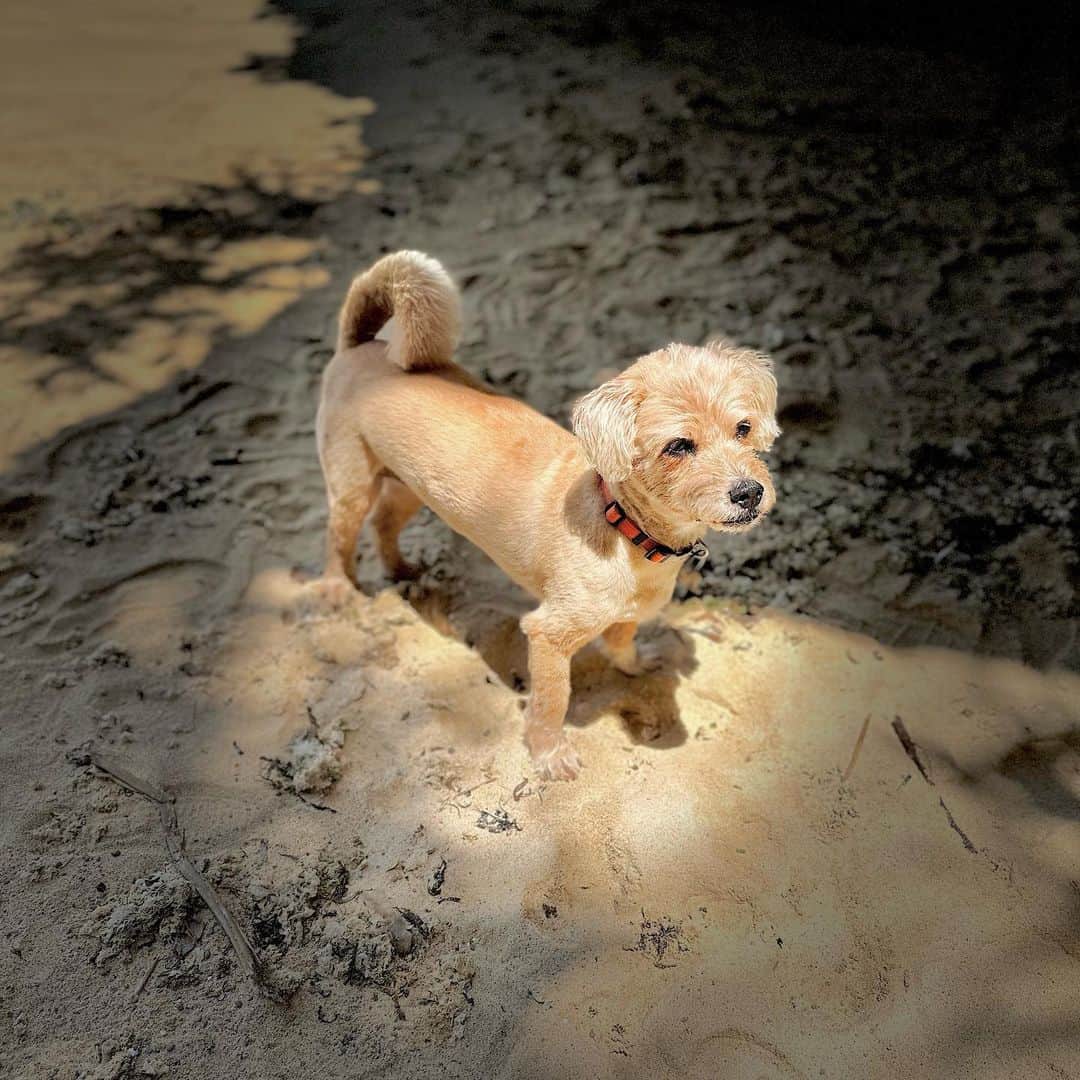 宮本亜門のインスタグラム：「こもれび✨まぶしい  #保護犬　#ビート　#沖縄生まれ　#宮本亞門　#犬のいる暮らし #いぬのきもち #dogsofinstagram #shelterdog」