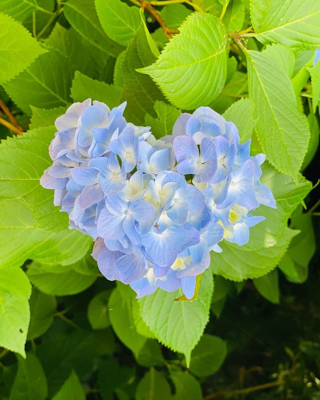 蒲生麻由さんのインスタグラム写真 - (蒲生麻由Instagram)「ちょっと時間ができたので、 フラッと明月院へ紫陽花を見に行ってきました💕  並んでるかなーと思いきや、 すんなり入れてラッキー😚  明月ブルーは素敵だったわ🌸  もちろん、紫陽花も素敵ですが、 個人的には9枚目の『苔&キノコ』と、 4枚目の『木陰でくつろぐカエルさん』も好き⭐︎ 普通に見てたら見逃がしちゃうような所に、 ちょっとした遊びがあったりして楽しい🤭 行ったら是非探してみてください💕  #紫陽花 #明月院 #明月院ブルー  #明月院の紫陽花 #ちょっと鎌倉散歩 #ファインダー越しの私の世界 #Hydrangea #hydrangeaseason #hydrangeaflowers  #meigetsuin」6月9日 10時34分 - mayugamo_lamana