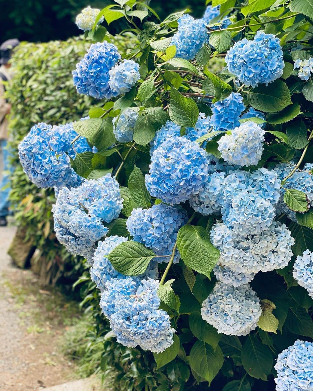 蒲生麻由さんのインスタグラム写真 - (蒲生麻由Instagram)「ちょっと時間ができたので、 フラッと明月院へ紫陽花を見に行ってきました💕  並んでるかなーと思いきや、 すんなり入れてラッキー😚  明月ブルーは素敵だったわ🌸  もちろん、紫陽花も素敵ですが、 個人的には9枚目の『苔&キノコ』と、 4枚目の『木陰でくつろぐカエルさん』も好き⭐︎ 普通に見てたら見逃がしちゃうような所に、 ちょっとした遊びがあったりして楽しい🤭 行ったら是非探してみてください💕  #紫陽花 #明月院 #明月院ブルー  #明月院の紫陽花 #ちょっと鎌倉散歩 #ファインダー越しの私の世界 #Hydrangea #hydrangeaseason #hydrangeaflowers  #meigetsuin」6月9日 10時34分 - mayugamo_lamana