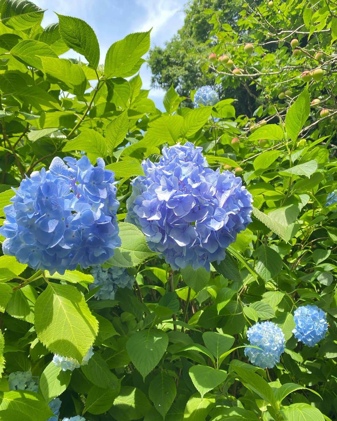 蒲生麻由さんのインスタグラム写真 - (蒲生麻由Instagram)「ちょっと時間ができたので、 フラッと明月院へ紫陽花を見に行ってきました💕  並んでるかなーと思いきや、 すんなり入れてラッキー😚  明月ブルーは素敵だったわ🌸  もちろん、紫陽花も素敵ですが、 個人的には9枚目の『苔&キノコ』と、 4枚目の『木陰でくつろぐカエルさん』も好き⭐︎ 普通に見てたら見逃がしちゃうような所に、 ちょっとした遊びがあったりして楽しい🤭 行ったら是非探してみてください💕  #紫陽花 #明月院 #明月院ブルー  #明月院の紫陽花 #ちょっと鎌倉散歩 #ファインダー越しの私の世界 #Hydrangea #hydrangeaseason #hydrangeaflowers  #meigetsuin」6月9日 10時34分 - mayugamo_lamana