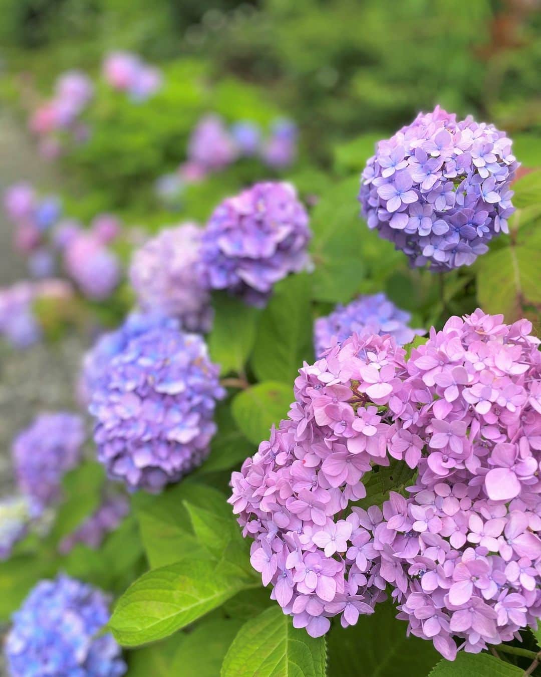 のインスタグラム：「昨日、関東でも梅雨入りが発表されました。  しばらく雨が続きそうですが、 雨の日ならではの景色を探して見るのはいかがでしょう。  Yesterday, the rainy season was announced in Kanto as well.  It's going to rain for a while, Why don't you look for a unique view on a rainy day?  Share your own images with us by tagging @princeparktowertokyo —————————————————————   #theprinceparktowertokyo #princehotel #tokyotower #梅雨入り #雨の日の景色 #ザプリンスパークタワー東京 #東京タワー」