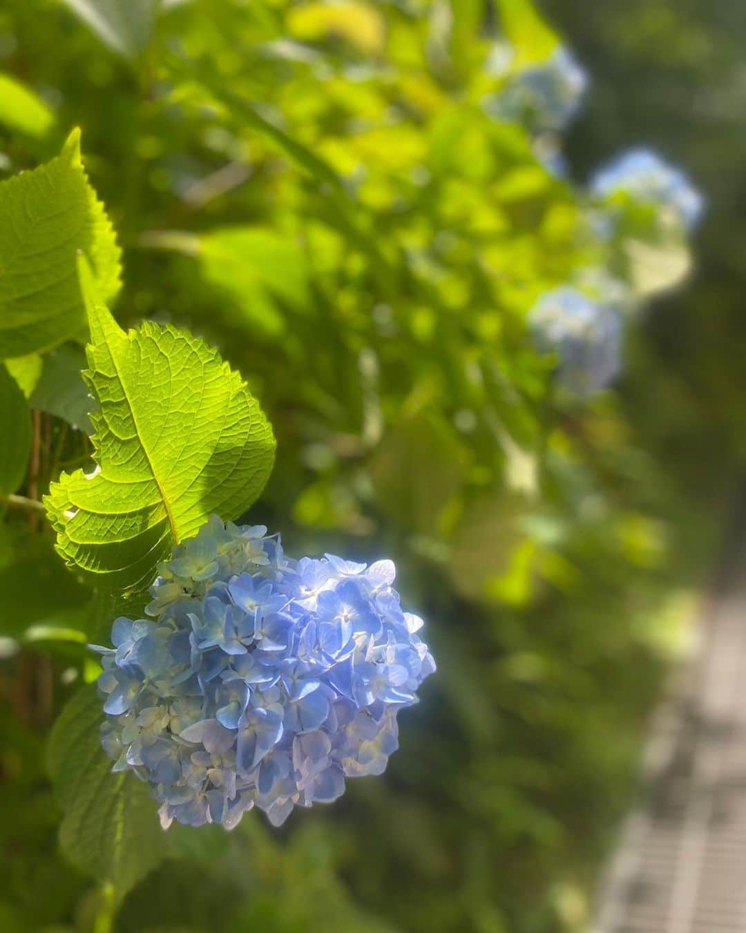 JULIAさんのインスタグラム写真 - (JULIAInstagram)「☆ The hydrangeas are in bloom, so I'll share with you☺️  繡球花開了，所以我會和你分享😊」6月9日 11時46分 - julia_cmore_official