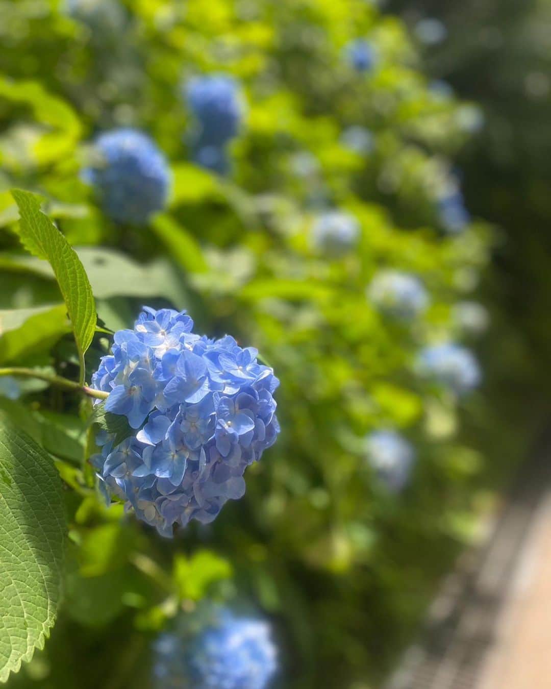 JULIAのインスタグラム：「☆ The hydrangeas are in bloom, so I'll share with you☺️  繡球花開了，所以我會和你分享😊」