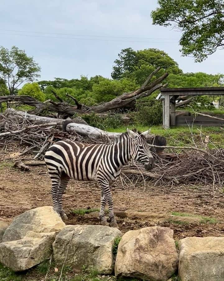 堀田ゆい夏のインスタグラム：「自然の中へ動物に会いに行ってきました🦒🦓🦧近くで見る動物たちは本当に迫力があって模様も形も個性的。  チーターと目が合った時は、やっぱり本能的に一瞬体に力が入った笑ぴいなさんと大きさが全然違うし😅  めちゃくちゃ歩いたけど行ってよかったです。  でもここの子たちはほぼみんな絶滅危惧種だそうで😢  #ズーラシア#シマウマ」