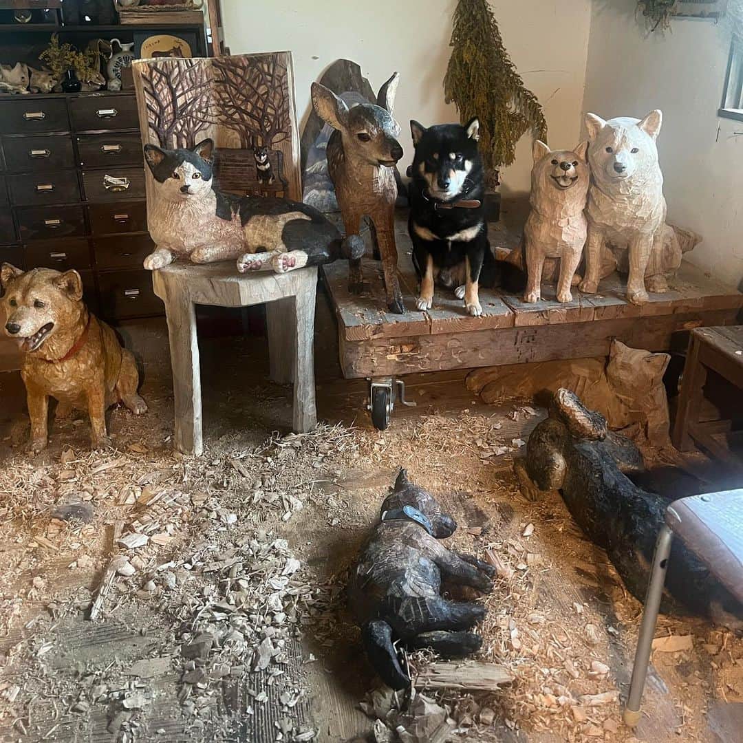 はしもとみおのインスタグラム：「彫刻たちに囲まれるのが大好きな月くん。 たくさんの動物たちに囲まれて暮らすのが子供の頃からの夢だったので、夢がかなってきているような気がします。 小さい頃の自分の頭の中の夢が形になって今空間を作っていて、思考は物質化するというのは本当なんだと改めて思います。  #woodcarving #woodworking #woodsculpture #sculpture #art#animal#dog#shiba #shibastagram #miohashimoto#黒柴月くん」