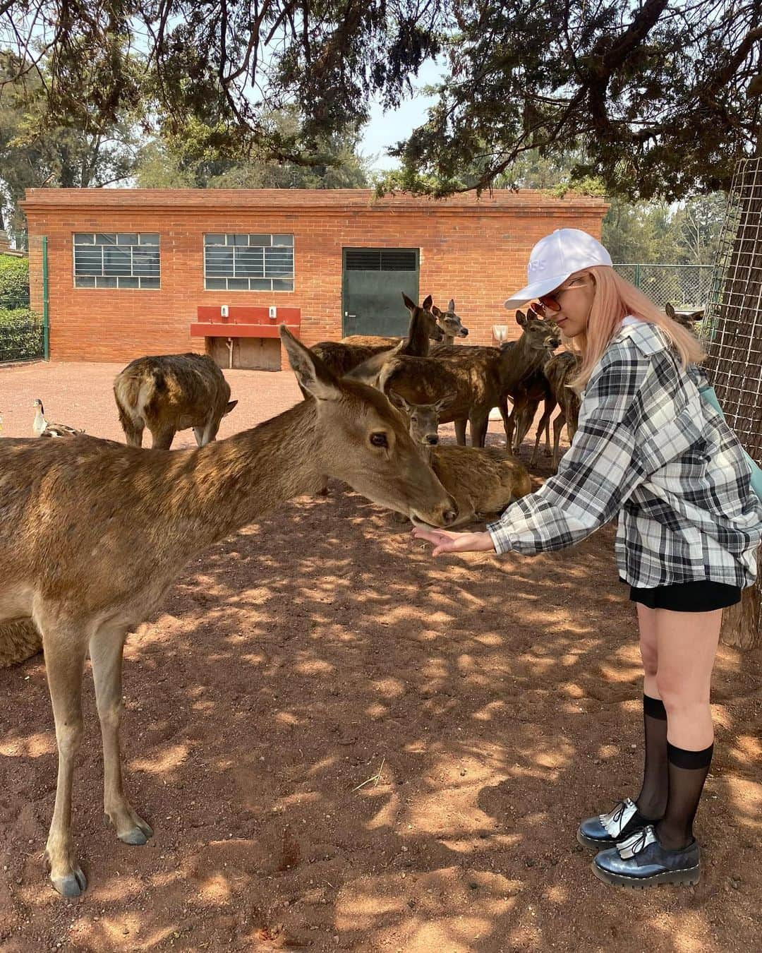 入山杏奈さんのインスタグラム写真 - (入山杏奈Instagram)「¿Buscas un mundo feliz? ¡Aquí está! 😍 El video está en mi canal de YouTube ☻ (que salió hace 1 semana jaja)  ハッピーワールドでした🐯🍼 YouTubeに動画あげてます！」6月9日 12時28分 - iamannairiyama