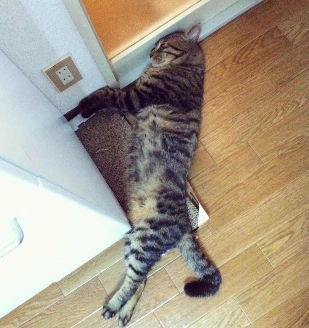 Musashiのインスタグラム：「2011年6月のムサシさん。スーを差し上げます。Siesta. #mck延長戦 #musashi_the_cat #musashi #mck #cat #キジトラ #ムサシさん」