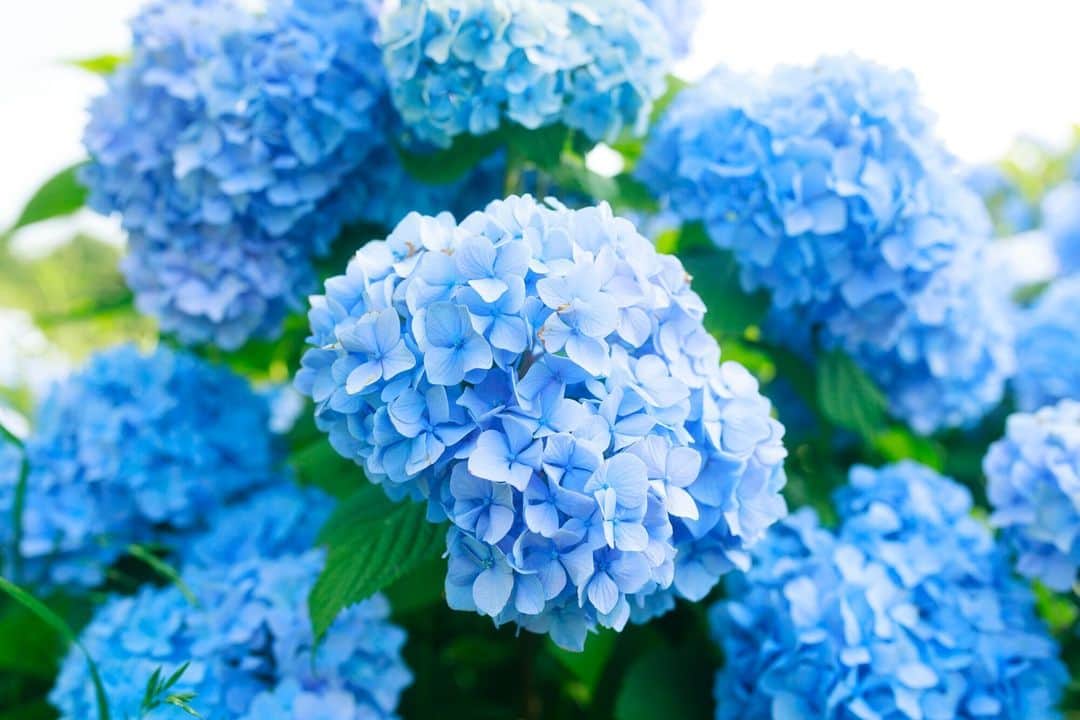 のインスタグラム：「☔梅雨の明学🐌  梅雨の時期が見頃になるアジサイの花。 横浜キャンパスのチャペルを通り過ぎ、C館へと向かう小道で見ることができます。  雨の日は憂鬱としてしまいがちですが、 この時期ならではの花の姿をぜひ探してみてくださいね✨  #明治学院大学 #横浜キャンパス #横浜 #戸塚 #春学期 #春学期もがんばろう #明学 #明治学院 #明学人 #勉強 #大学  #明学生 #メイガク #明学ライフ #大学生活 #mgu #梅雨 #rainyseason #紫陽花 #アジサイ #meijigakuinuniversity #meijigakuin #meigaku #photography #photographer」