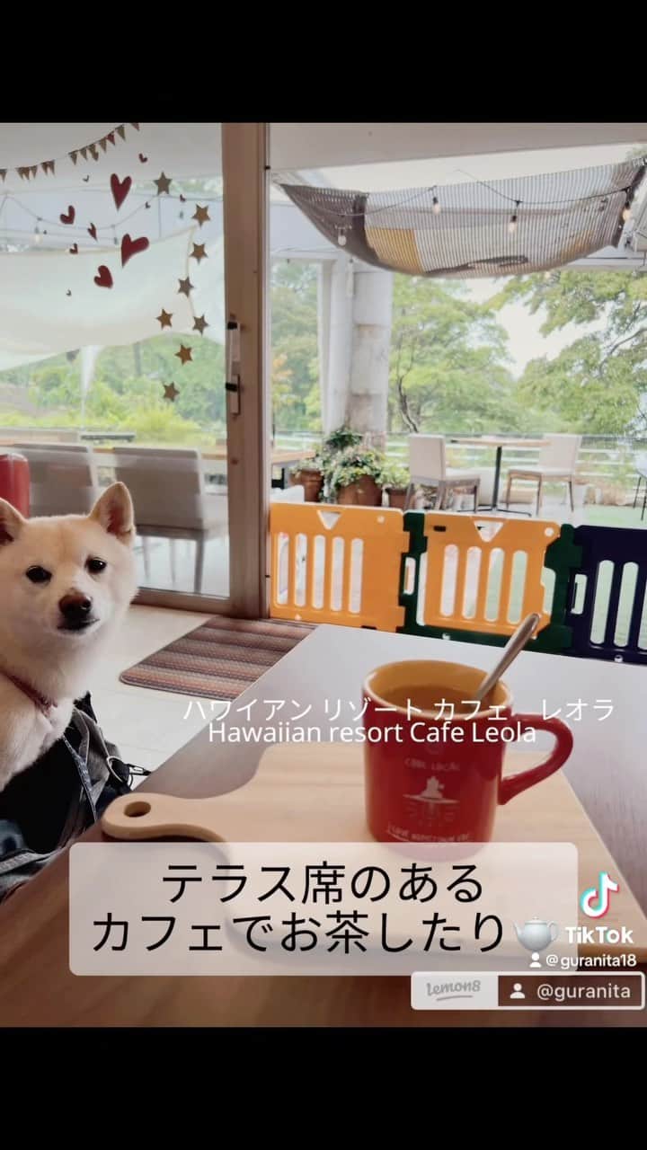 u-meK00000000 YUMIKO HORIKIRI ZUMBA のインスタグラム：「東京ドーム約40個分の広大な敷地 湖の美しい景色に遊園地、ミュージアム、キャンプ場、 犬と一緒に利用できるカフェなど盛りだくさんで丸一日あっというまに楽しめる犬旅の目的地にしたくなるおでかけスポットです。 おでかけプラン 📍ときわ公園  住所：山口県宇部市則貞3-4-1 営業時間：公園は24時間利用🆗 費用：公園は無料、博物館は300円 おすすめ：★★★★★ ⚠要注意：駐車場はいくつもあるので利用したい施設の近くに泊めることをおすすめします。 湖太郎🐕が大好きなおでかけ場所になりました😁 1つ残念なのは、山口県に犬と一緒に宿泊できるお宿がやや少ない印象です。 #犬とお出かけ #犬のいる暮らし #週末おでかけプラン #犬と行ける場所 #柴犬 #豆柴 #山口県 #宇部市」