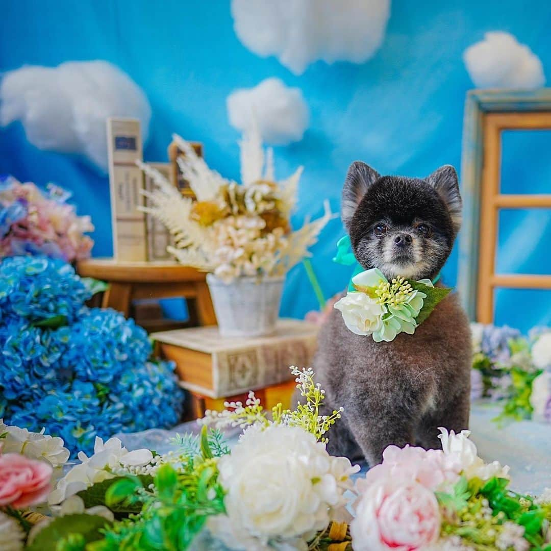 なちゅのインスタグラム：「6月のシポくん🦭💙  ｼﾘｳｽの事シポって呼んでます🐶 シポまる🐾  #pomeranian   #ぽめらにあん   #ぽめらにあんが世界一可愛い   #ポメラニアン  #ｼﾘｳｽ  #sirius  #siriusblack   #くろぽめ   #黒ポメ @freesiadog いつもありがとうございます♡⃛ シッポふりふり🎶」