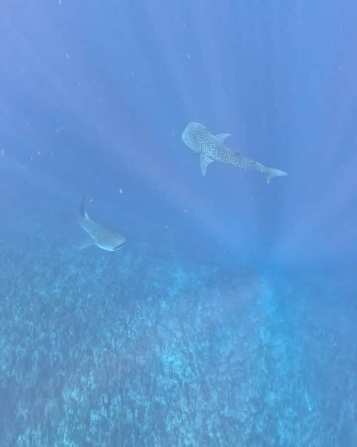 ペドロ・ロドリゲス・レデスマのインスタグラム：「Incredible experience with these two whale sharks and with this manta. I love sea life of Maldives 🇲🇻🐳🦈♥️🔝」