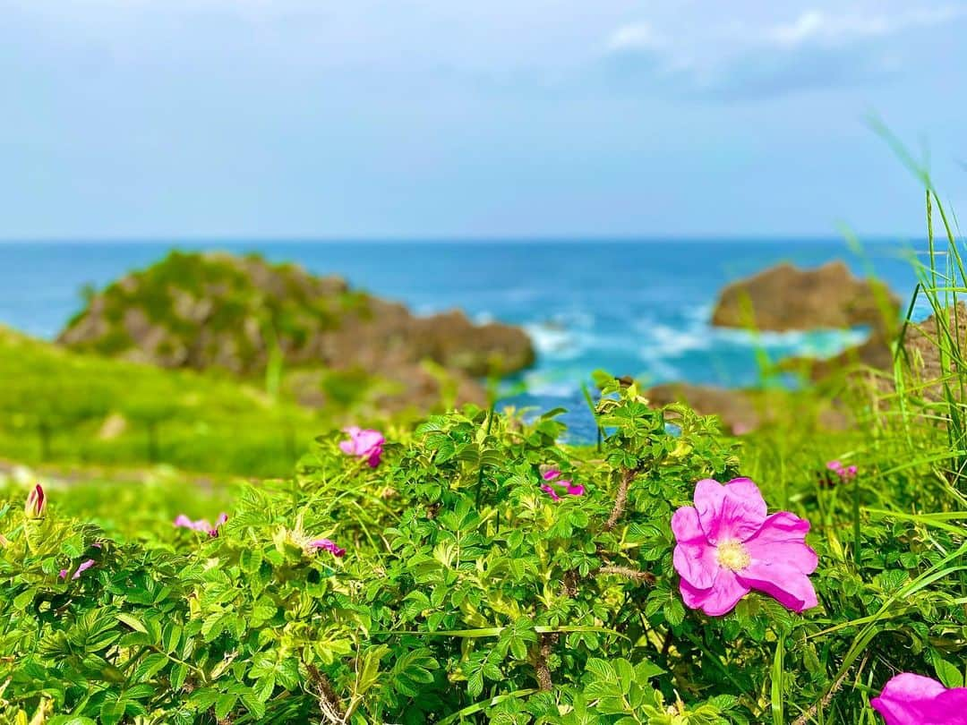 新山大さんのインスタグラム写真 - (新山大Instagram)「8400kmあっちがロサンゼルス  6500kmそっちがハワイ  スケールがすごい  ロマンチック太平洋✨  #ホロンバイル #葦毛崎展望台 #八戸 #青森 #太平洋 #みちのく潮風トレイル #トレッキング #ハレのちりサーチ #ABA #ハレのちあした #6月12日放送 #戸川さんありがとうございました！」6月9日 15時17分 - dai_niiyama