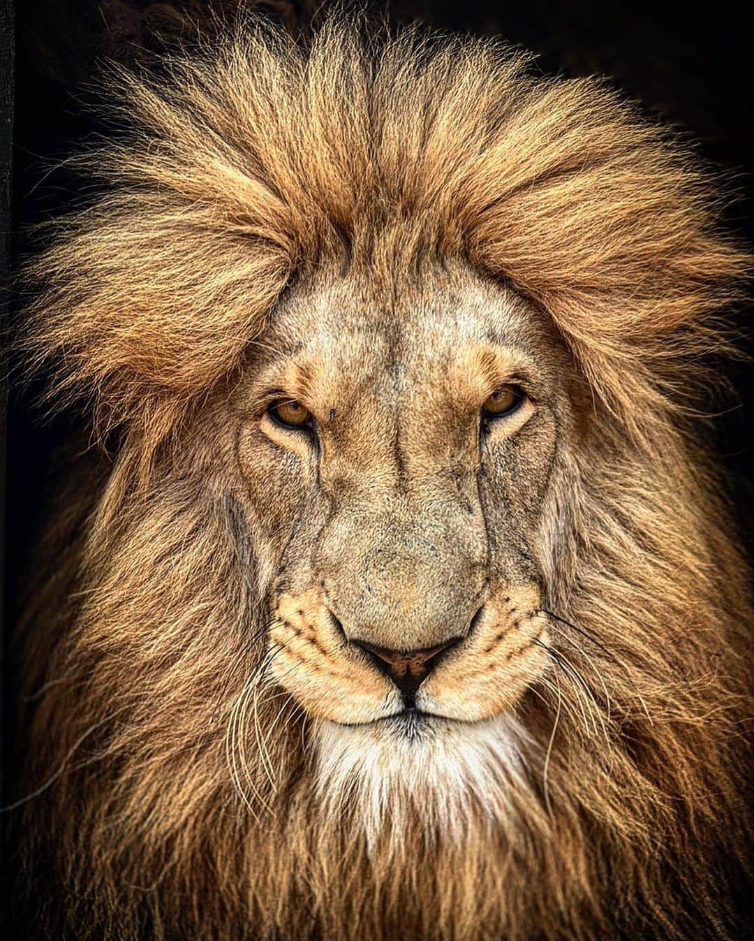 のインスタグラム：「Yame wishes you all a wonderful weekend! Remember to keep a lions eye out for the new video dropping this afternoon on #lionwhisperertv  It’s a trip down memory lane with Vayetse, Livy and Ginny. Sadly Livy is no longer with us but it’s a wonderful tribute to a wonderful soul.  You can subscribe to the channel via the link in my bio.  #simplythebest #Vayetse #livy #ginny #tribute #inhonour #blessings」