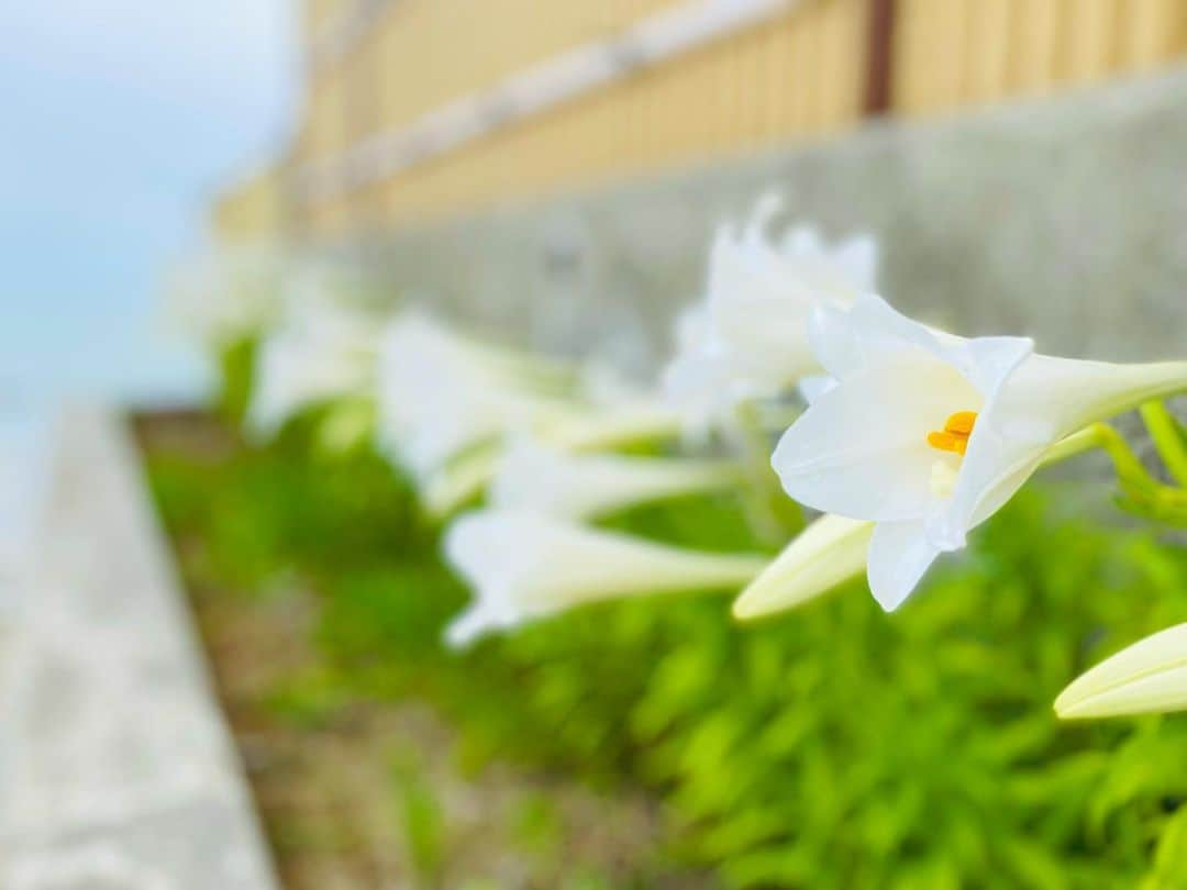 祥吉さんのインスタグラム写真 - (祥吉Instagram)「てっぽうゆり 祥吉に植わってるてっぽうゆりが満開です ついこの間までは蕾だったのに…スタッフが一気に咲いたねぇと教えてくれました  #鉄砲百合 #てっぽうゆり #テッポウユリ #満開 #季節の花」6月9日 16時11分 - akoshokichi