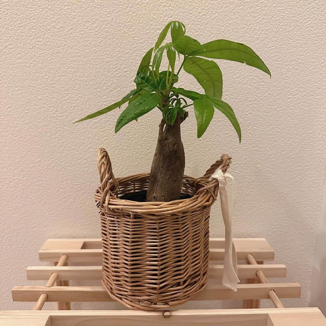 石川古都さんのインスタグラム写真 - (石川古都Instagram)「お家に新しくお迎えした植物たち。 大きくなあれ🪴」6月9日 16時35分 - kotoishikawa_official