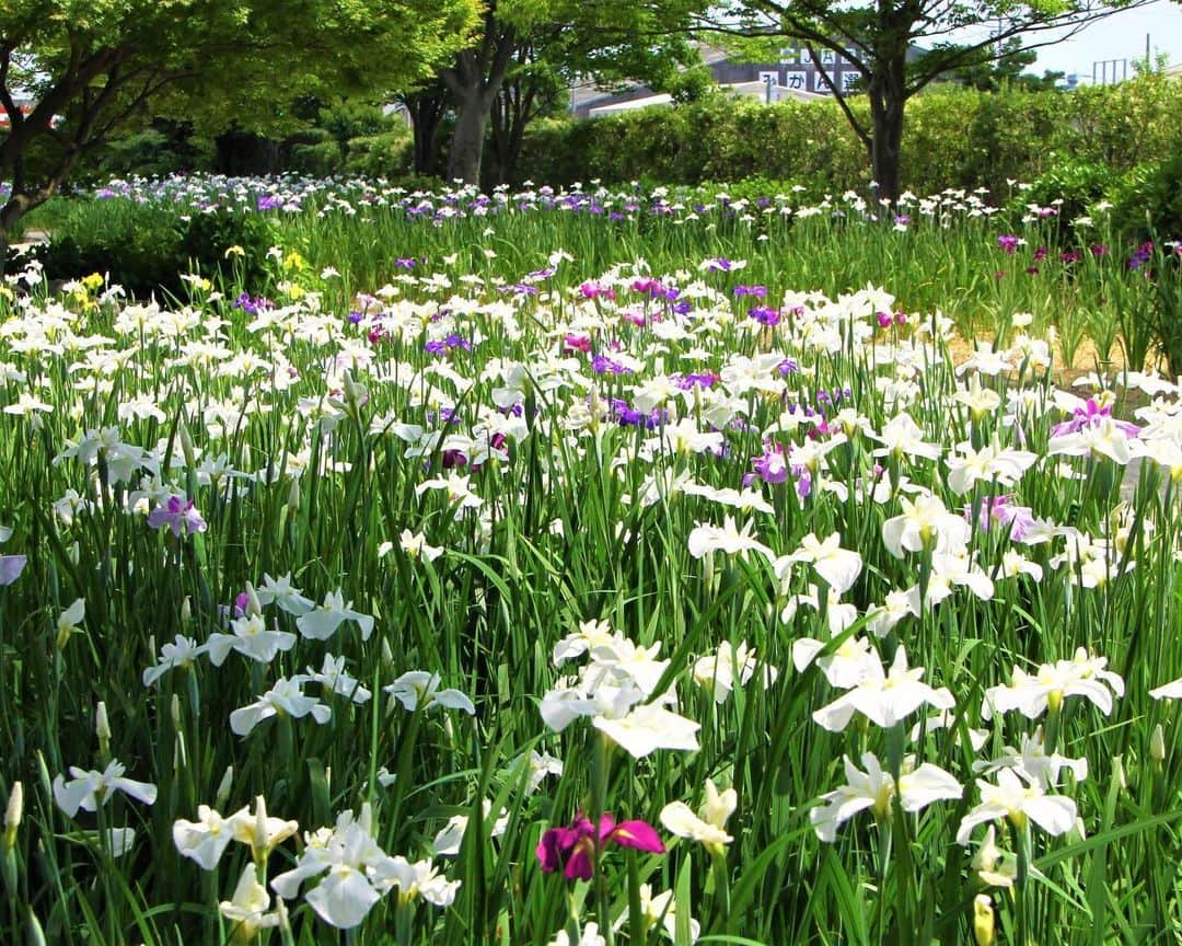 九州電力さんのインスタグラム写真 - (九州電力Instagram)「一面に咲き誇る花しょうぶ🌺 . 佐賀県佐賀市にある「大和中央公園には、花しょうぶ園があり、江戸系、伊勢系、肥後系といったおよそ１００種類、４万株の花しょうぶが咲き誇ります💜 . 花しょうぶ園は開花時期のみ開園し、今年は６月１５日まで開園する予定です。 -------------- 【大和中央公園花しょうぶ園】 ・期 間:2023年6月15日(木)まで ・開園時間:9:00~18:00 ・入場料：大人510円、小中学生300円 ※身障者は無料（手帳をご提示ください） ・駐車場:約50台 -------------- ※開花状況についての各種情報は公式HPをご確認ください。 . ※写真提供：一般社団法人 佐賀市観光協会 ※写真は過去に撮影されたものです。 . お届けする九州の風景が、皆さまの元気や癒しになれば幸いです🍀 . #九州電力 #佐賀 #佐賀市 #大和町 #大和中央公園花しょうぶ園 #花菖蒲 #花しょうぶ #菖蒲 #はなまっぷ」6月9日 17時00分 - kyuden_official