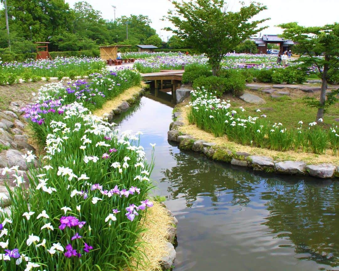 九州電力さんのインスタグラム写真 - (九州電力Instagram)「一面に咲き誇る花しょうぶ🌺 . 佐賀県佐賀市にある「大和中央公園には、花しょうぶ園があり、江戸系、伊勢系、肥後系といったおよそ１００種類、４万株の花しょうぶが咲き誇ります💜 . 花しょうぶ園は開花時期のみ開園し、今年は６月１５日まで開園する予定です。 -------------- 【大和中央公園花しょうぶ園】 ・期 間:2023年6月15日(木)まで ・開園時間:9:00~18:00 ・入場料：大人510円、小中学生300円 ※身障者は無料（手帳をご提示ください） ・駐車場:約50台 -------------- ※開花状況についての各種情報は公式HPをご確認ください。 . ※写真提供：一般社団法人 佐賀市観光協会 ※写真は過去に撮影されたものです。 . お届けする九州の風景が、皆さまの元気や癒しになれば幸いです🍀 . #九州電力 #佐賀 #佐賀市 #大和町 #大和中央公園花しょうぶ園 #花菖蒲 #花しょうぶ #菖蒲 #はなまっぷ」6月9日 17時00分 - kyuden_official