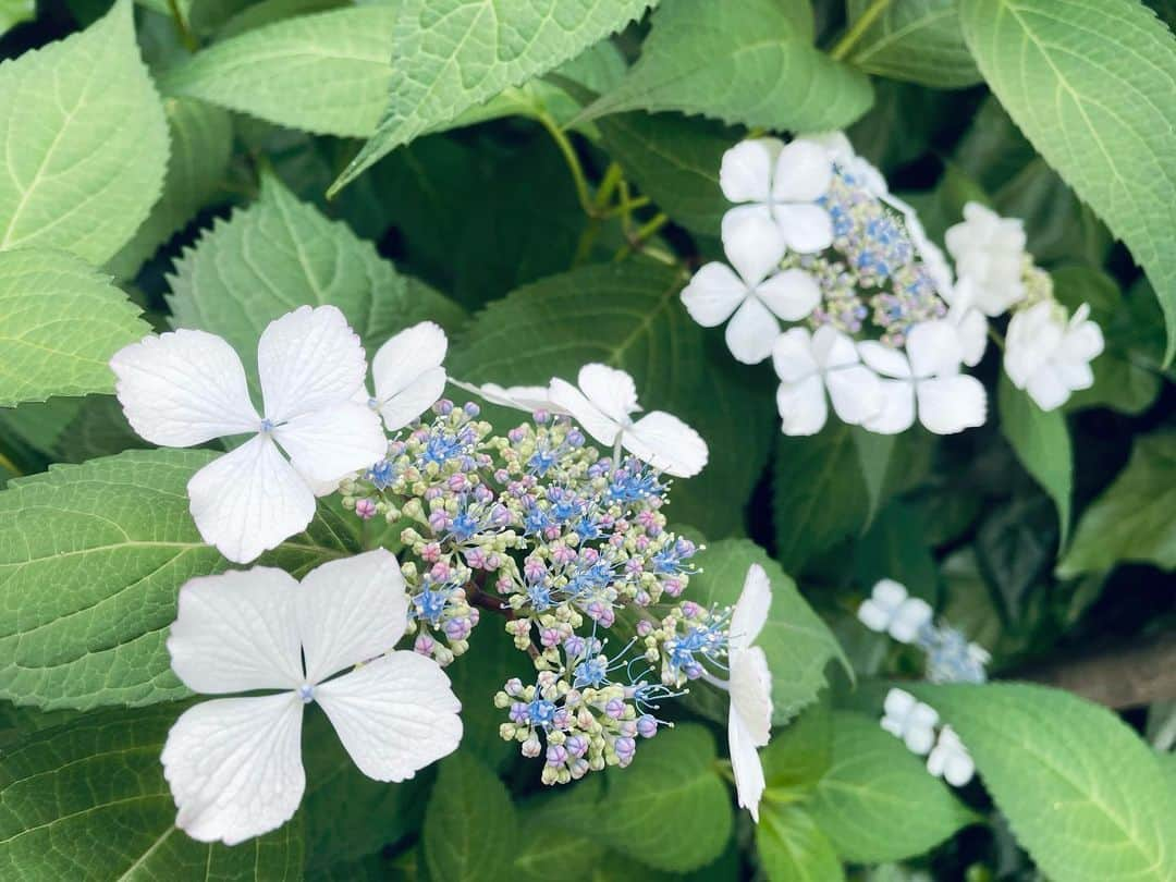 加藤侑紀のインスタグラム：「紫陽花季節來了😉日文是【阿雞塞AJISAI】喔～我的喜歡的花排行榜上排在蠻上面的👆土地的酸度決定花的顏色很有趣🤡    紫陽花、意外に好きなお花ランキング上位にいるんだ🤭土のphによって色が変わるんだって🤡        #あじさい好き  #紫陽花かわいい  #梅雨の紫陽花  #花を愛でる時間  #道端に咲く  #レイニーシーズン  #梅雨季節 #雨季だけど #下雨天🌧 #繡球花球 #台日ハーフ #台日混血兒 #台湾ハーフ #台日友好🇹🇼🇯🇵 #日本女演員 #私の日常生活 #我的日常生活 #學日語 #日本語學習 #日本語教學 #中国語を勉強している人と繋がりたい #北京語 #チャイ語 #バイリンガル女子 #ハーフ女優」