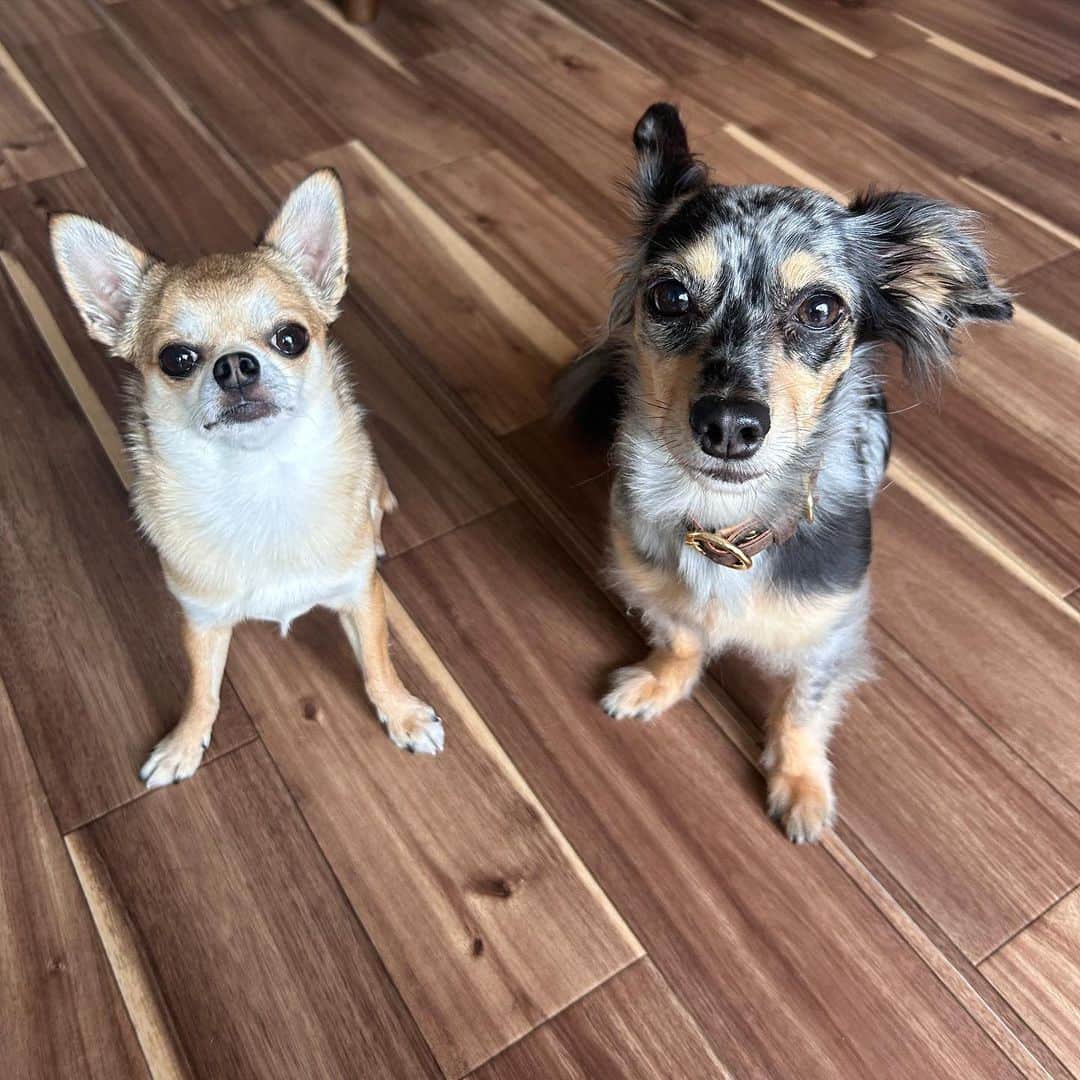 長澤メイのインスタグラム：「仲悪いふたり☺️💗かわいい #チワワ #チワックス」