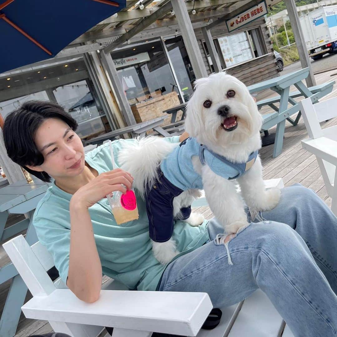 滝沢ななえさんのインスタグラム写真 - (滝沢ななえInstagram)「夏が到来してからだと暑すぎるから 夏先取りで海の方へ。  辻堂海浜公園でお散歩してから お気に入りのカフェへ🏖️  わが家は少し変わった家族構成。  パパ…滝沢 ママ…ハニさん(@hani_hani1101) 息子…ぼたん(@botan_ribon) 娘…りぼん(@botan_ribon) こんな感じです。  ワンコはそのご家族で存在が色々だと思うけど わが家では大切な家族であり 大切な子どもたち🐶🐶  ちび達の犬生はひたすらに 楽しい！嬉しい！だけの犬生にしてあげたい。  そのためにはどうしたら良いか？ 答えは簡単でただ一つ。  【自分たちが心身ともに健康であること】  これだけだと思うのです。  嘘だと思うかもしれませんが 滝沢もハニさんも昔は 健康意識なんてほぼ無いのうな2人でした。  でも変われたのはちび達の存在が大きい。  ちび達の短い犬生を思う存分一緒に楽しみたい！ こんなに可愛いのにきっと一瞬で お別れのときが来てしまうから。  だからこそ健康に気を使って アクティブに過ごせる身体でいたいと そんな風に思ってます😊」6月9日 17時05分 - nanaetakizawa