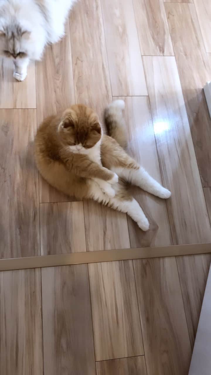 bunny & 2 catsのインスタグラム：「Enzou🐱 _ 🐾 #ただいま　#おかえり 🐾クセ強めのおかえり　 _ #scottishfold#多頭飼い#ねこ#猫#cats#cute#amazing#スコティッシュフォールド _ #PECO#ねこ#9gag#WeeklyFluff#ふわもこ部#instavideo#ねこのきもち#catsofinstagram#instagram#instagramjapan#cats_of_world#猫動画」