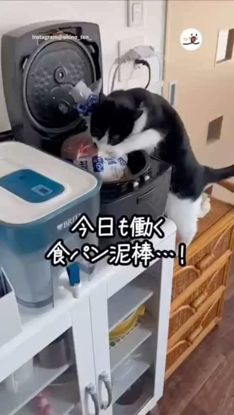 PECOねこ部のインスタグラム