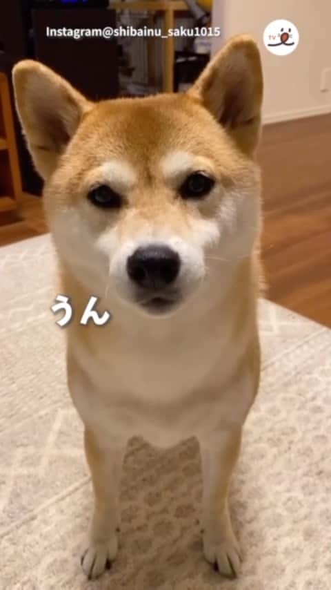 PECO いぬ部のインスタグラム：「▼▽▼▽▼ ／ 「パパにも “うん” とお返事するワンコ🐶」 ＼ ㅤㅤ 今回素敵な投稿してくださったのは… @shibainu_saku1015 さん（さくちゃん） 他にも素敵なお写真がたくさんあるので ぜひ遊びに行ってみてね♪ ㅤㅤ ㅤㅤ ㅤㅤ 〖 #pecoいぬ部（ #ペコねこ部 ） 〗をつけてご投稿いただくと PECOのSNSで楽しくご紹介させていただきます😋 フォロー&コメントお待ちしています✨ ㅤㅤ ㅤㅤ  ============================== @pecodogs（ #pecocats ）☚YouTubeでも可愛いワンコ（ニャンコ）紹介中🐶💕 ==============================  #犬のいる暮らし #犬部 #犬好きな人と繋がりたい #dogstagram #doglover #멍스타그램 #개스타그램 #うん #お返事するワンコ #柴犬 #柴 #まき尾組 #shibainu #shiba #shibast」