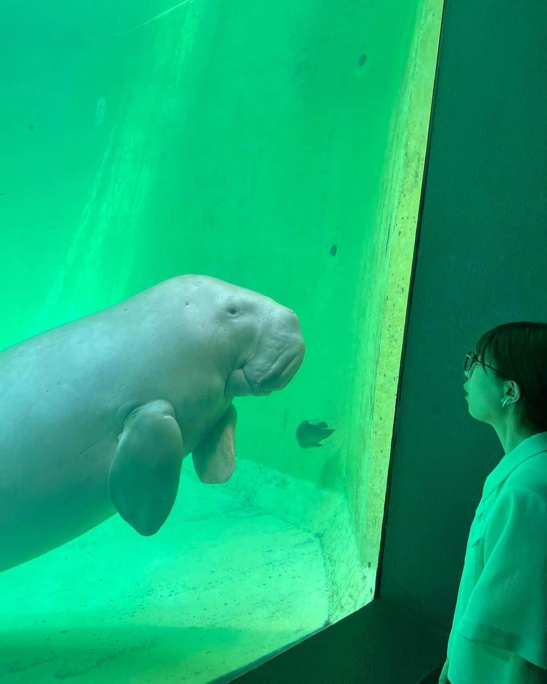 松田好花さんのインスタグラム写真 - (松田好花Instagram)「ㅤ  お伊勢さんの後は鳥羽水族館へ行きました🐟  #yahostagram   #日向坂46 #松田好花  #鳥羽水族館 #ジュゴン #ラッコ  #撮っている途中に #息を吸いに #水面に上がって行きました #ジュゴンの息継ぎは #5分に1回 #びっくりだ」6月9日 19時17分 - matsudakonoka.yahos